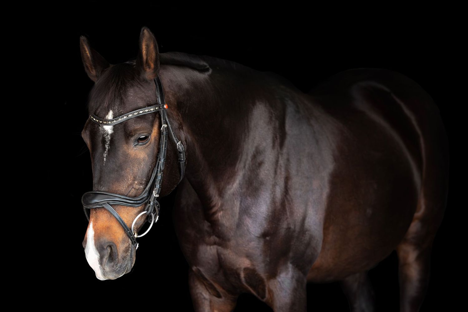Dark bay horse wearing a bridle posed against a black background in a dramatic studio portrait.
