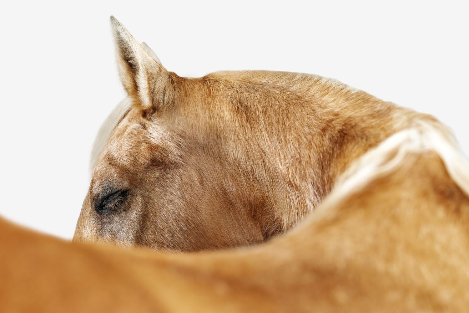 Close-up of a golden palomino horse head with soft fur, perked ear, and gentle eye against white background.