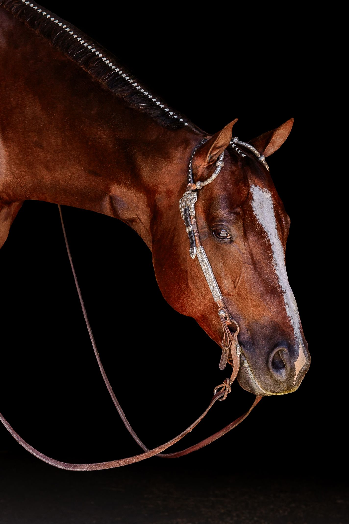 A chestnut horse with a decorative silver bridle poses against a dark black background.