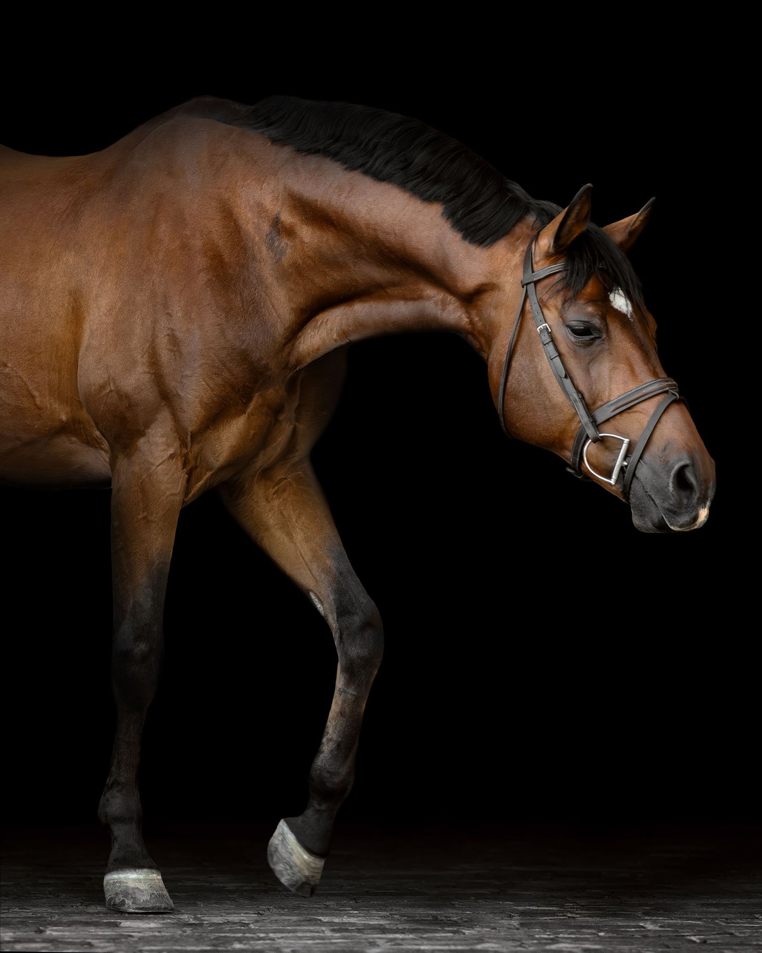 A majestic bay horse with a black mane wearing a bridle, photographed against a dark background.