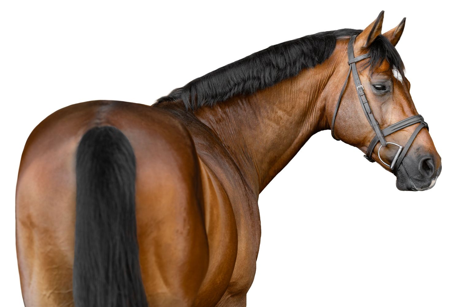 A majestic bay horse with black mane and tail wearing a bridle, photographed against a white background.