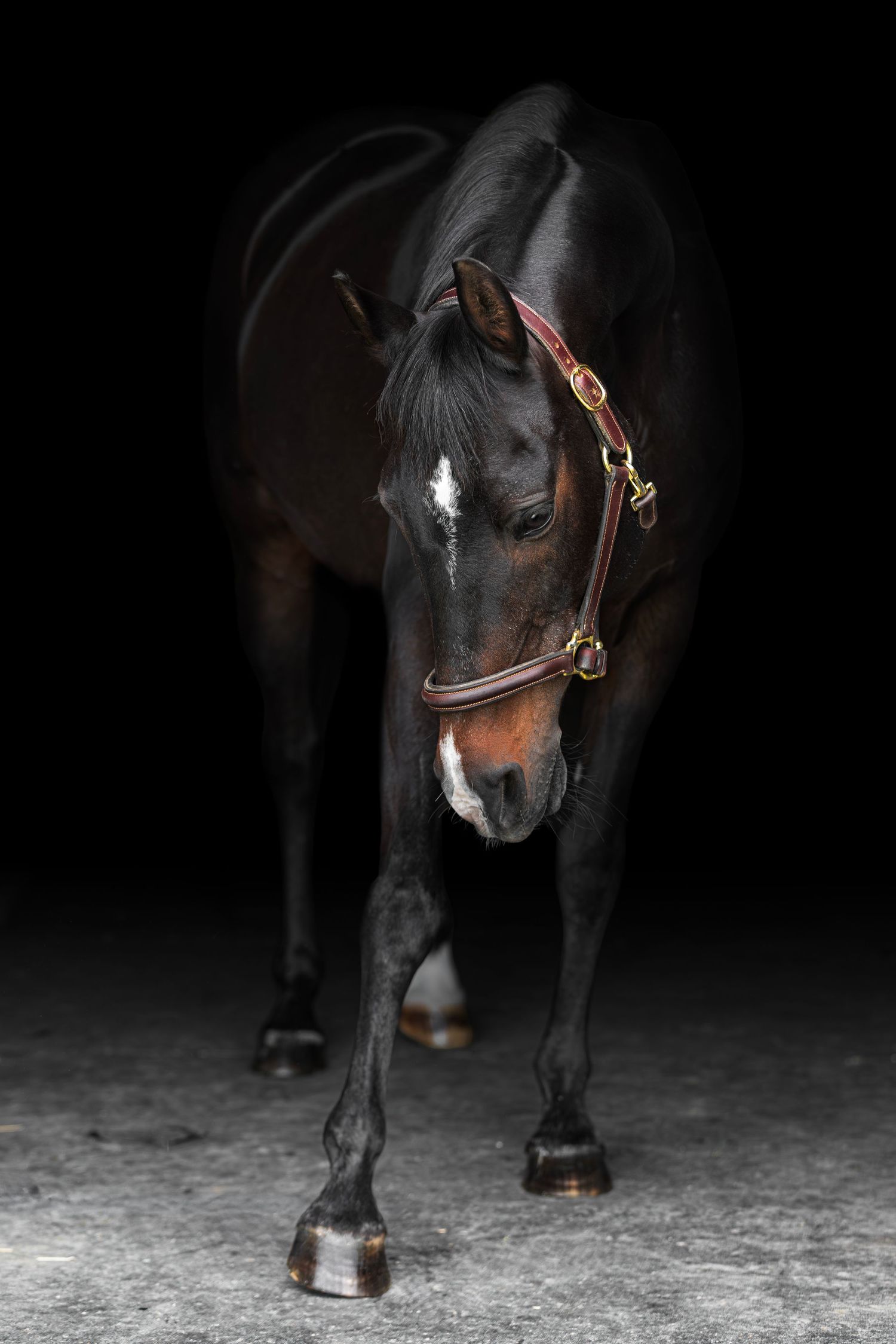 A dark bay horse wearing a brown leather halter stands gracefully against a black background on a concrete floor.