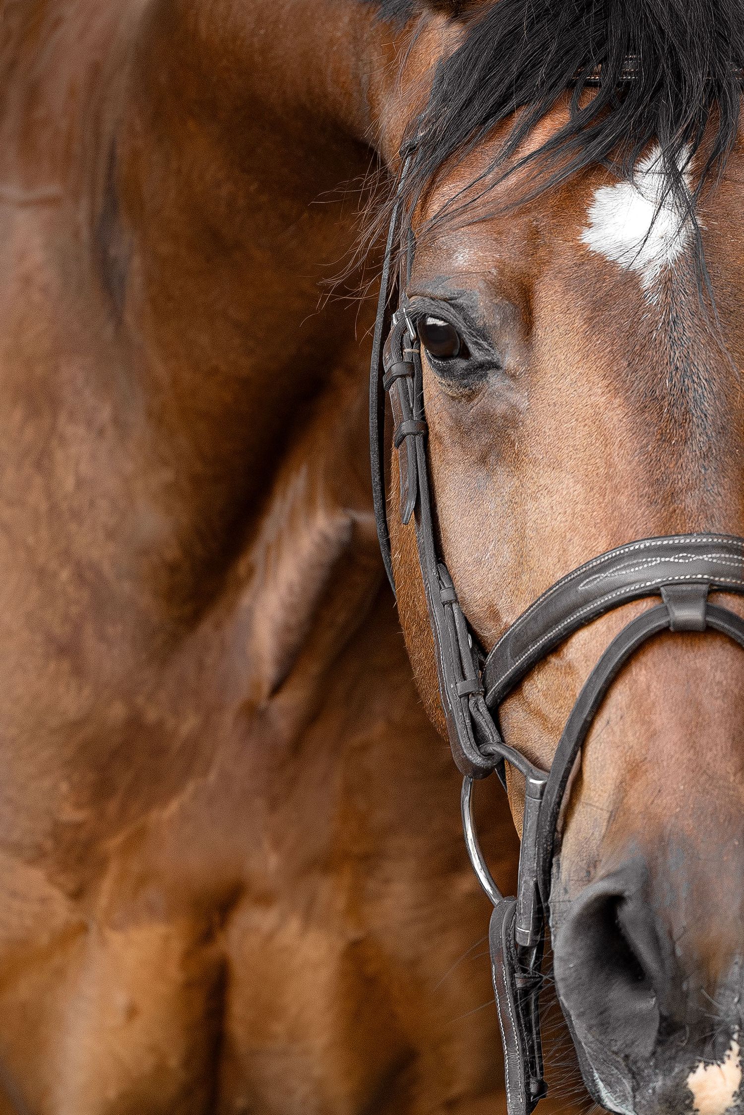 Close-up portrait of a bay horse wearing a dark leather bridle, with a white star marking on its forehead.