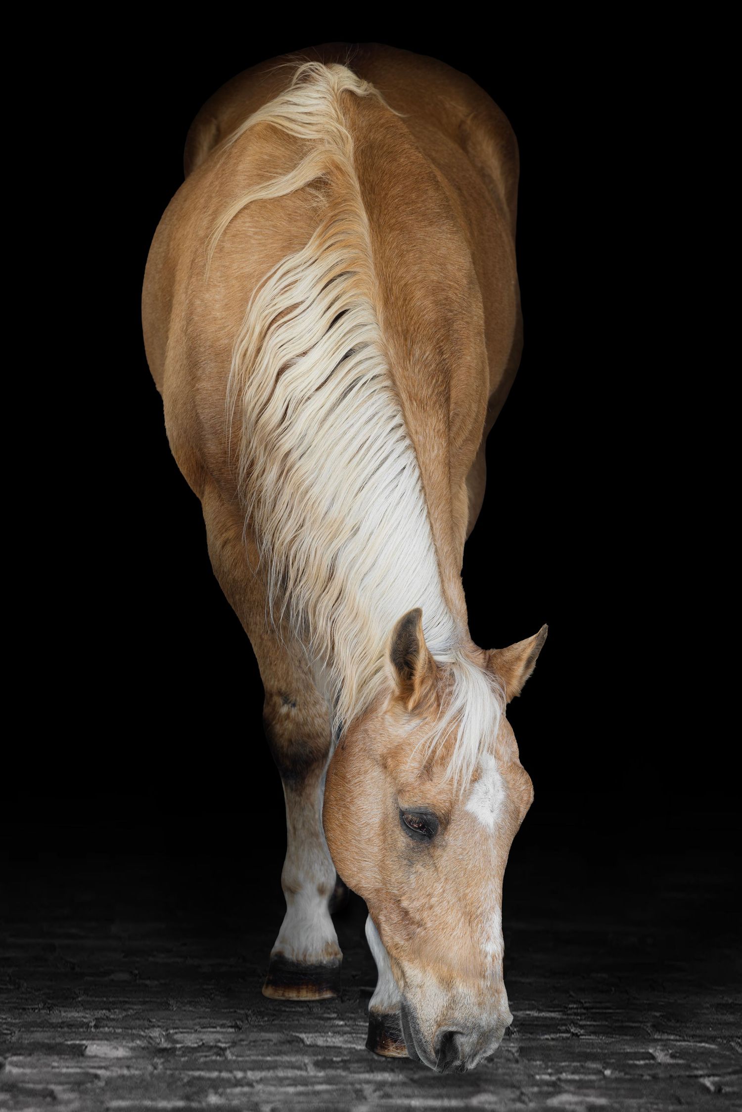A palomino horse with a white mane grazes gracefully against a dramatic black background on cobblestone ground.