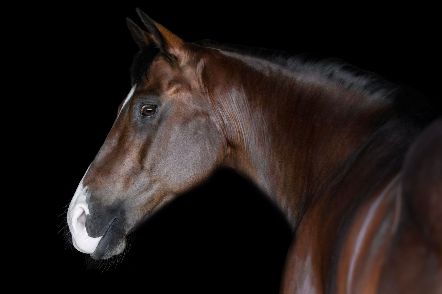 Elegant bay horse with a white muzzle photographed in a close-up portrait against a black background.