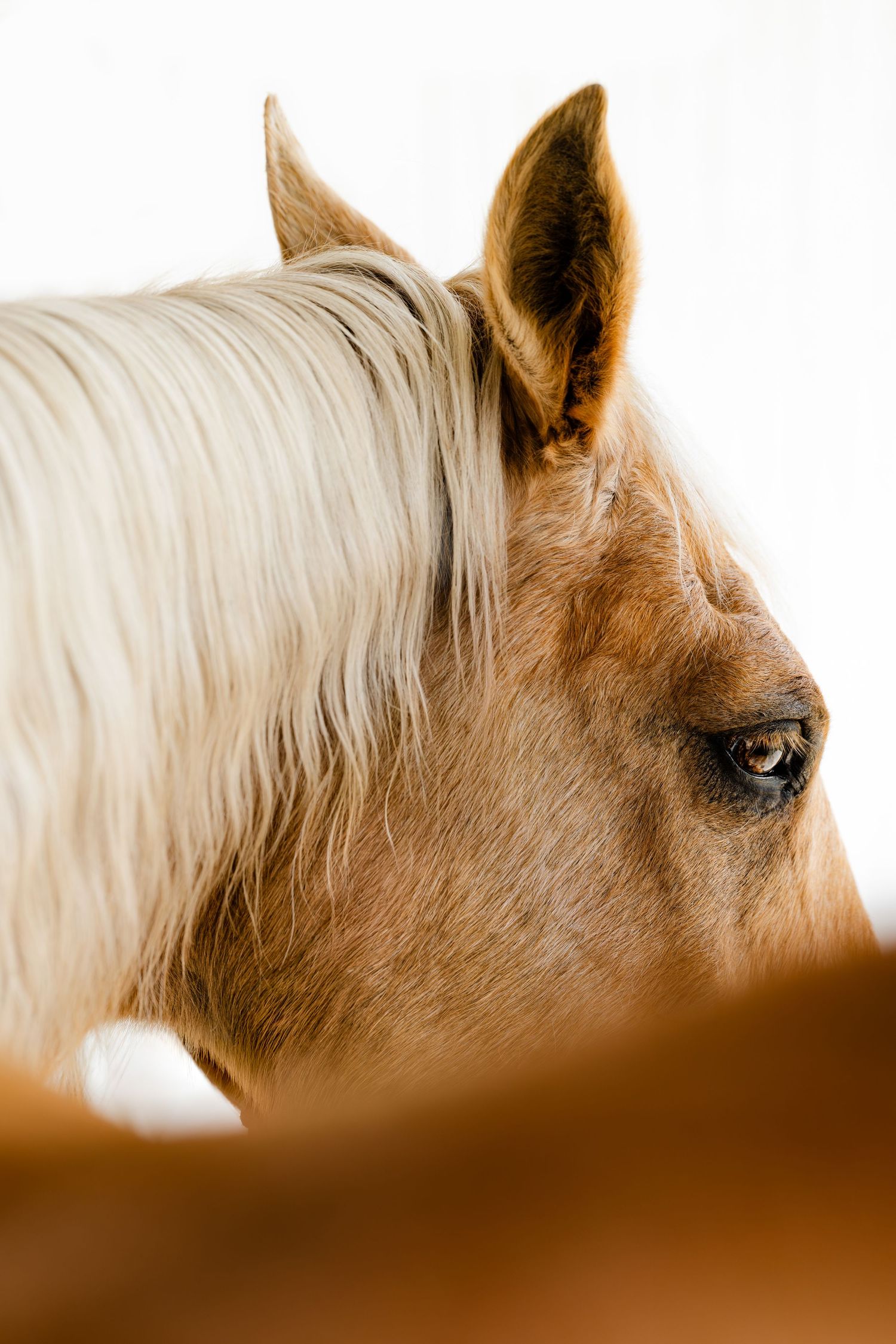 Close-up profile of a palomino horse with a white mane, showcasing its brown coat and expressive eye.