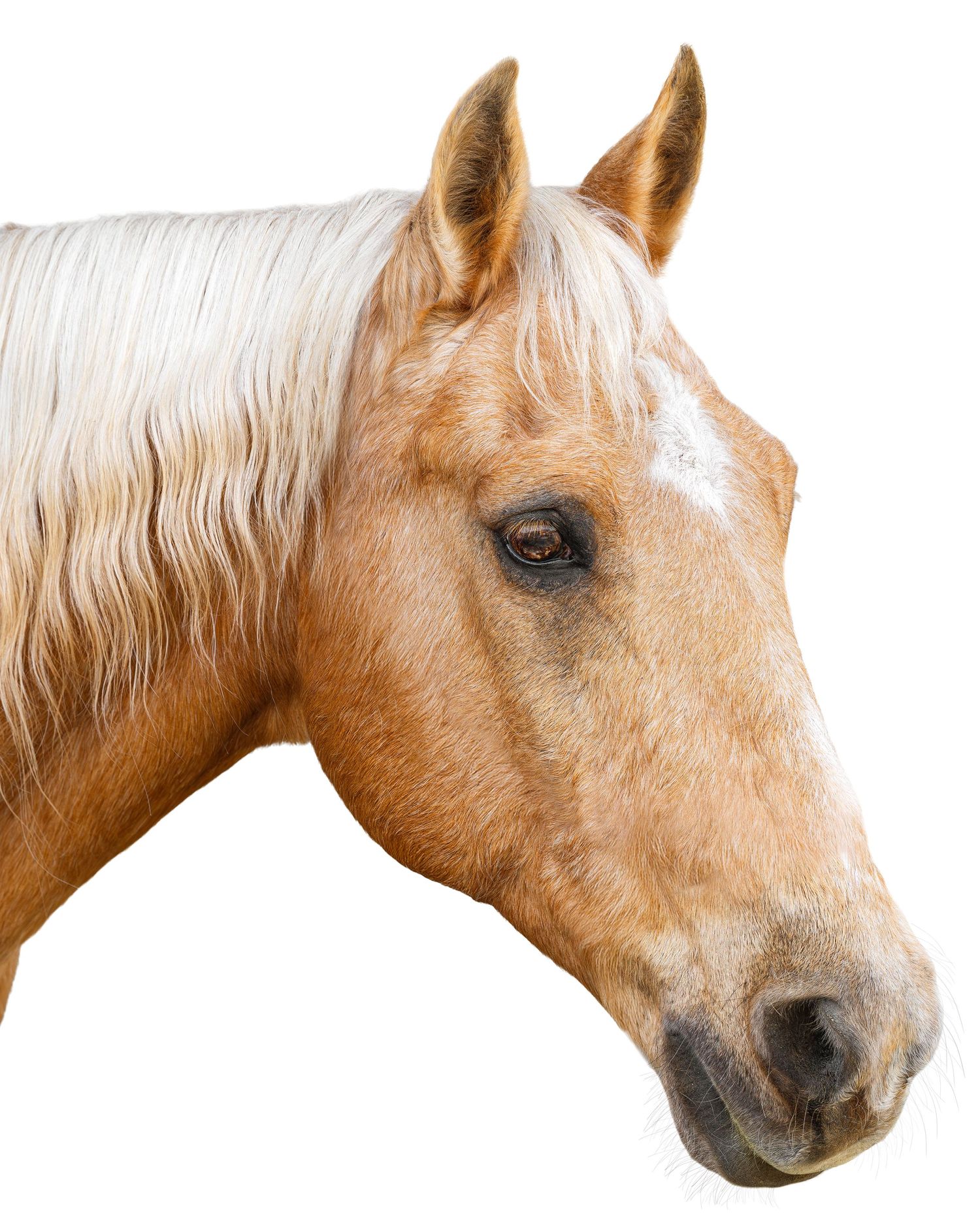 Close-up portrait of a palomino horse with a white mane against a white background.