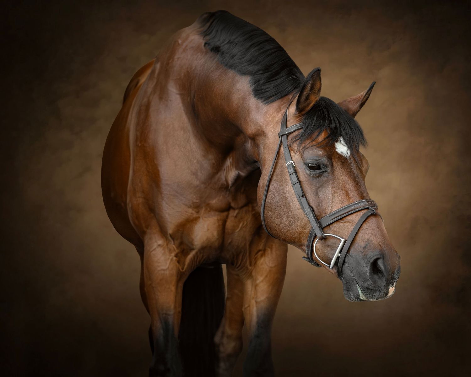 A majestic bay horse wearing a black bridle poses against a warm brown studio background.