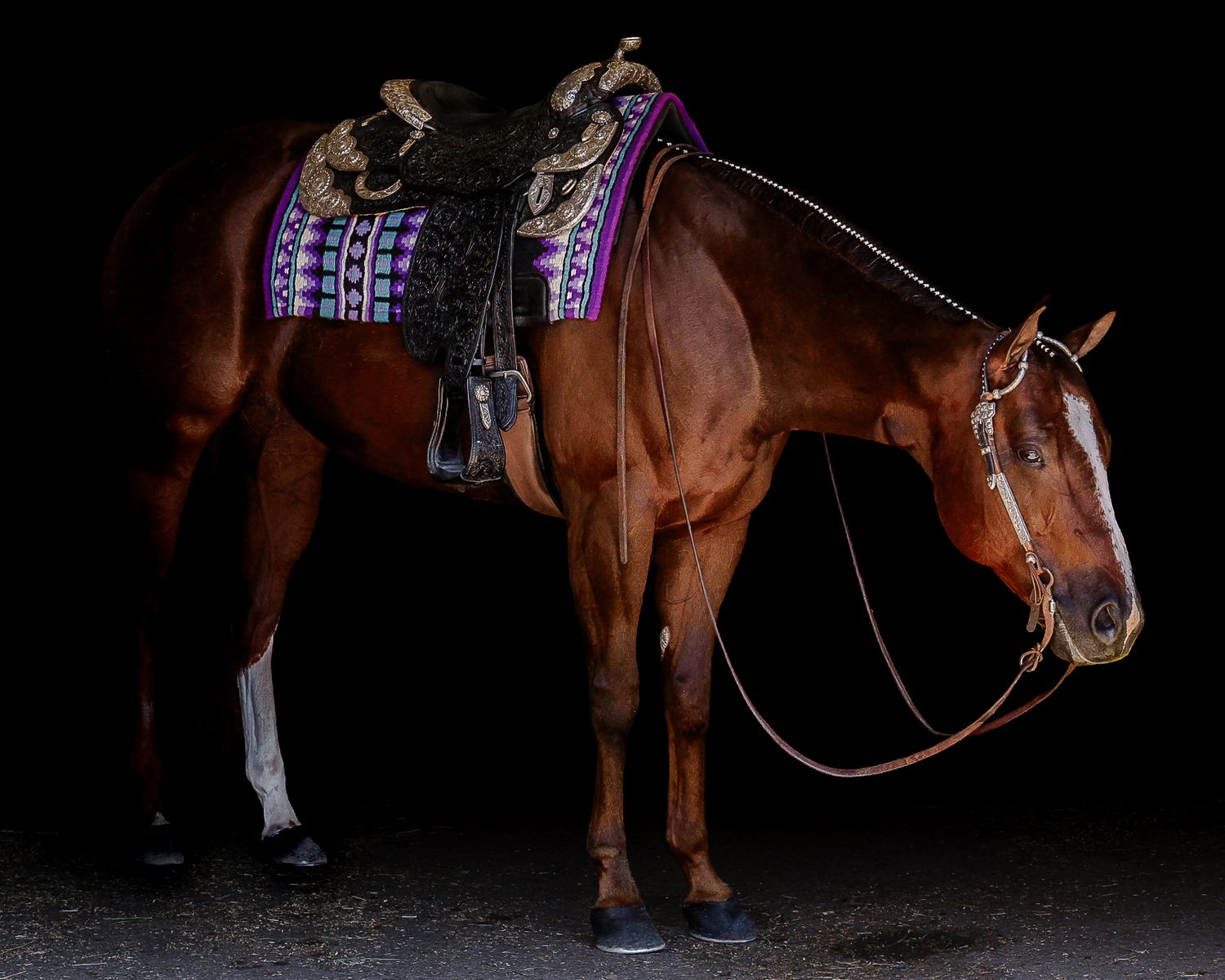 Chestnut horse with purple and black decorative saddle pad and western saddle against dark background.