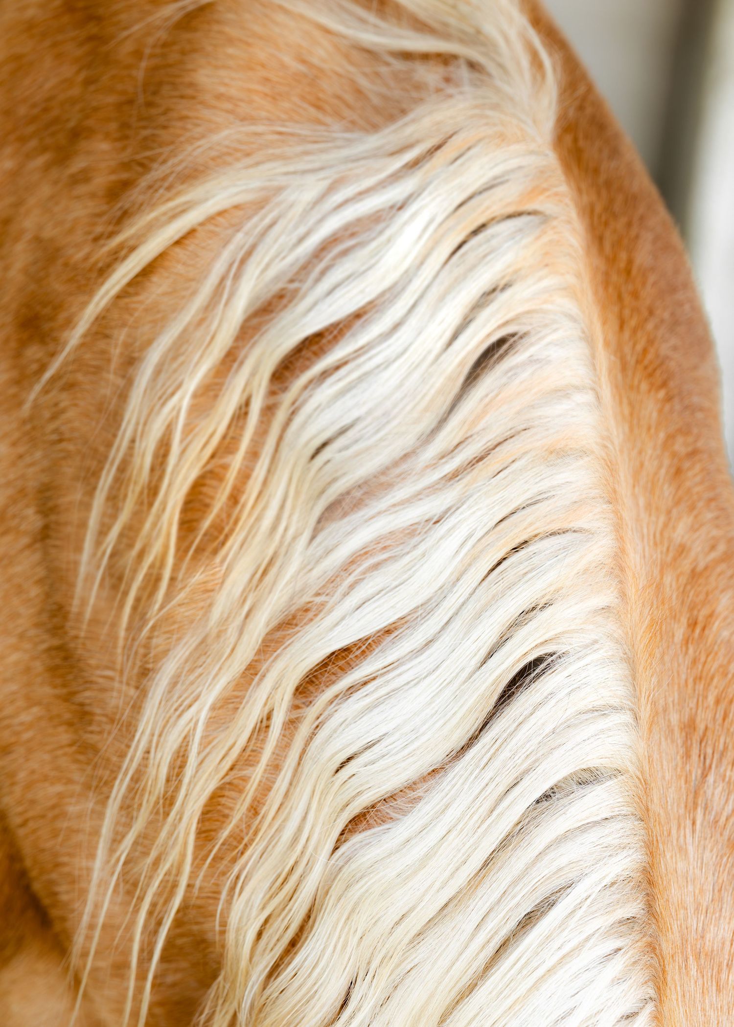 Close-up of a palomino horse's flowing white and golden mane against its chestnut coat.