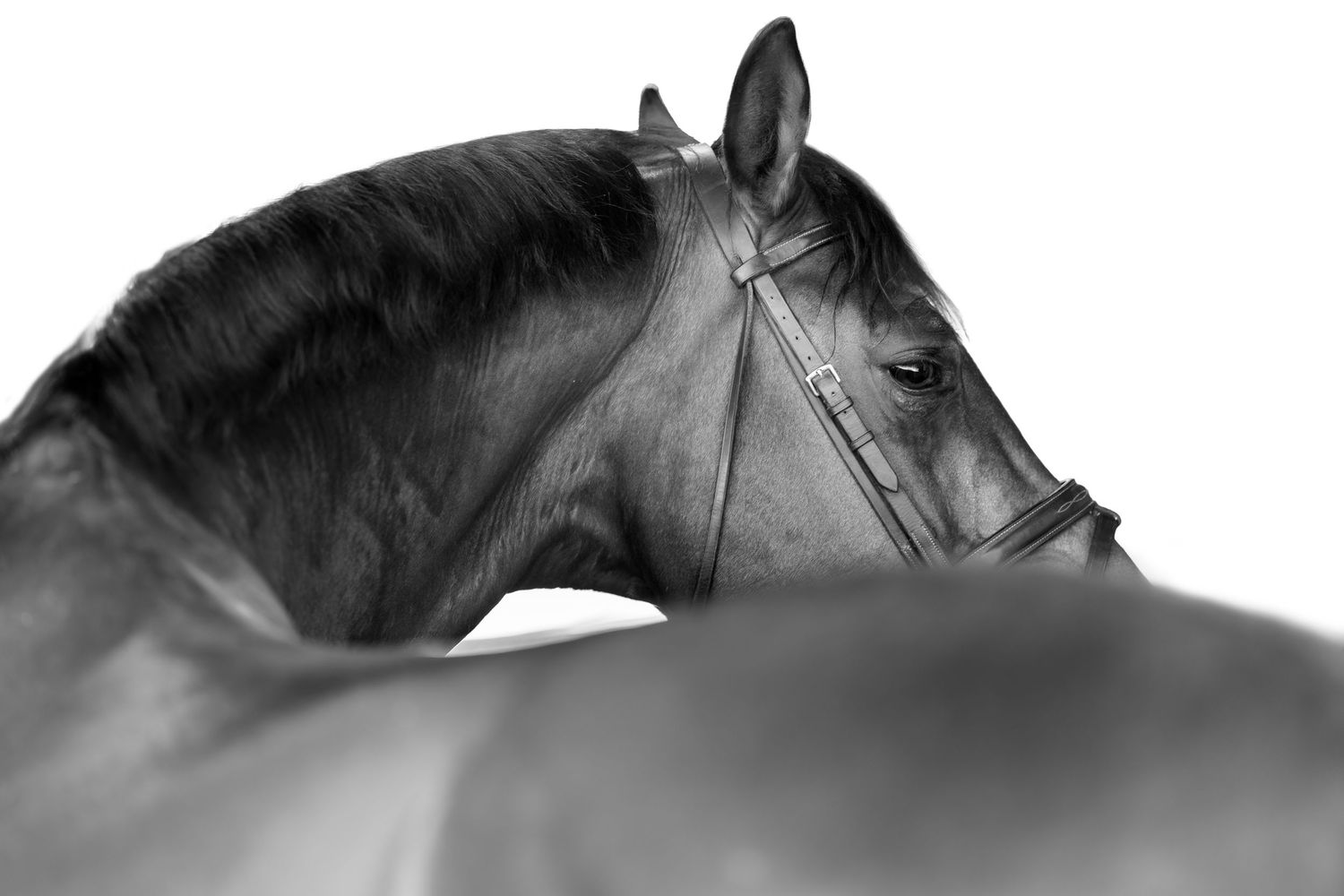 Black and white close-up portrait of an elegant dark horse wearing a bridle against a white background.