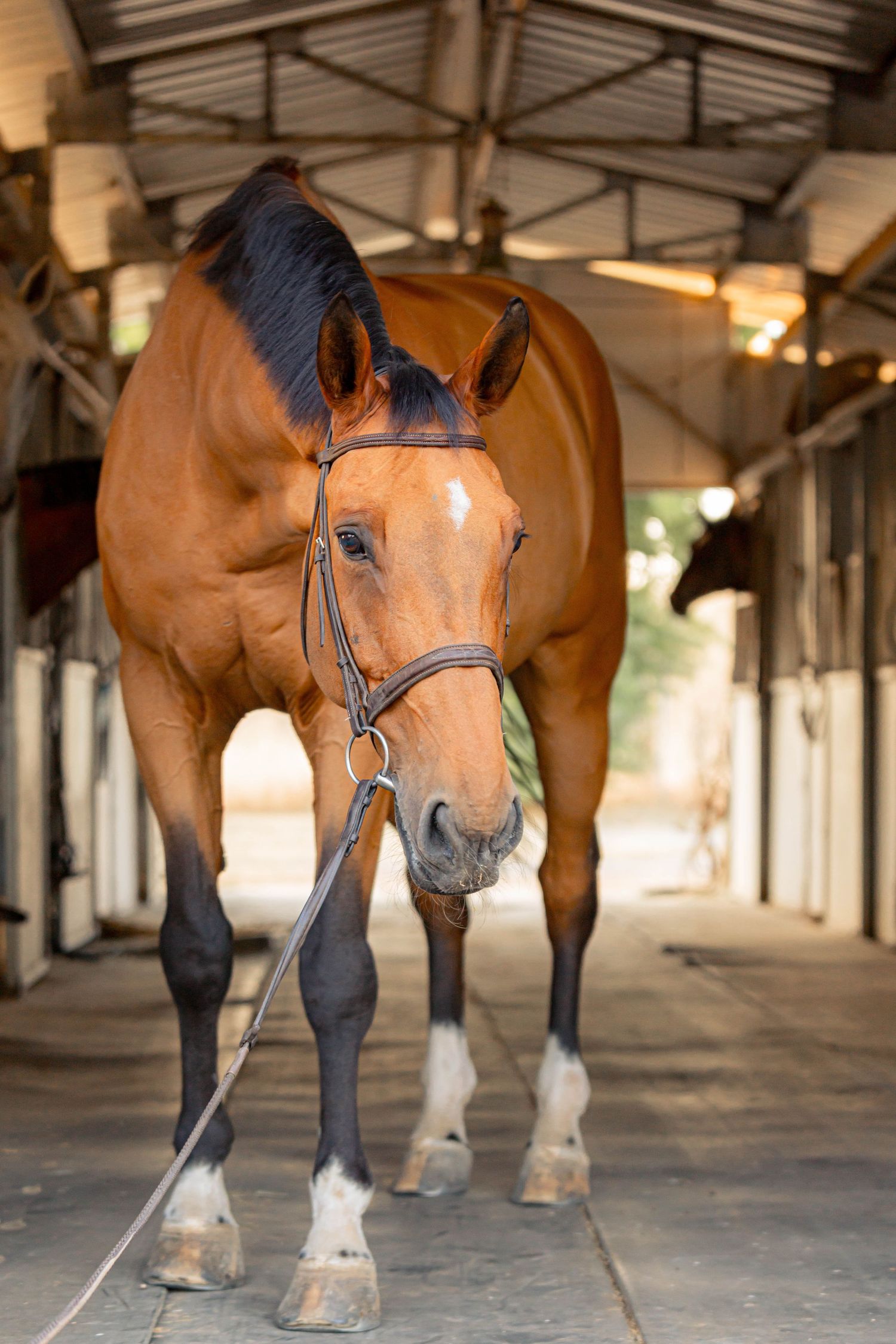 A bay horse with black mane stands in a stable aisle wearing a bridle and lead rope.