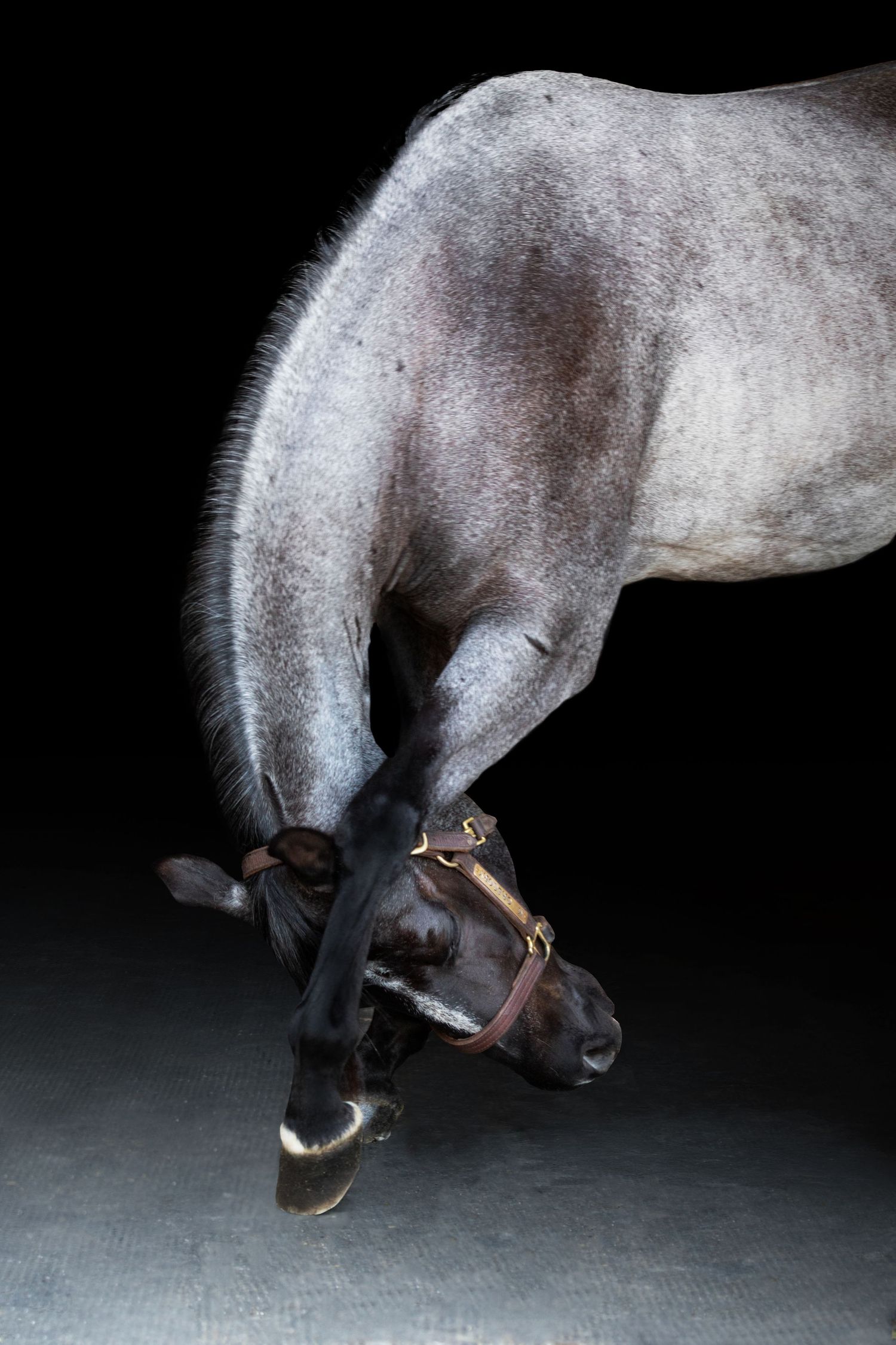 A gray horse bowing its head down low against a dark background, wearing a brown leather halter.