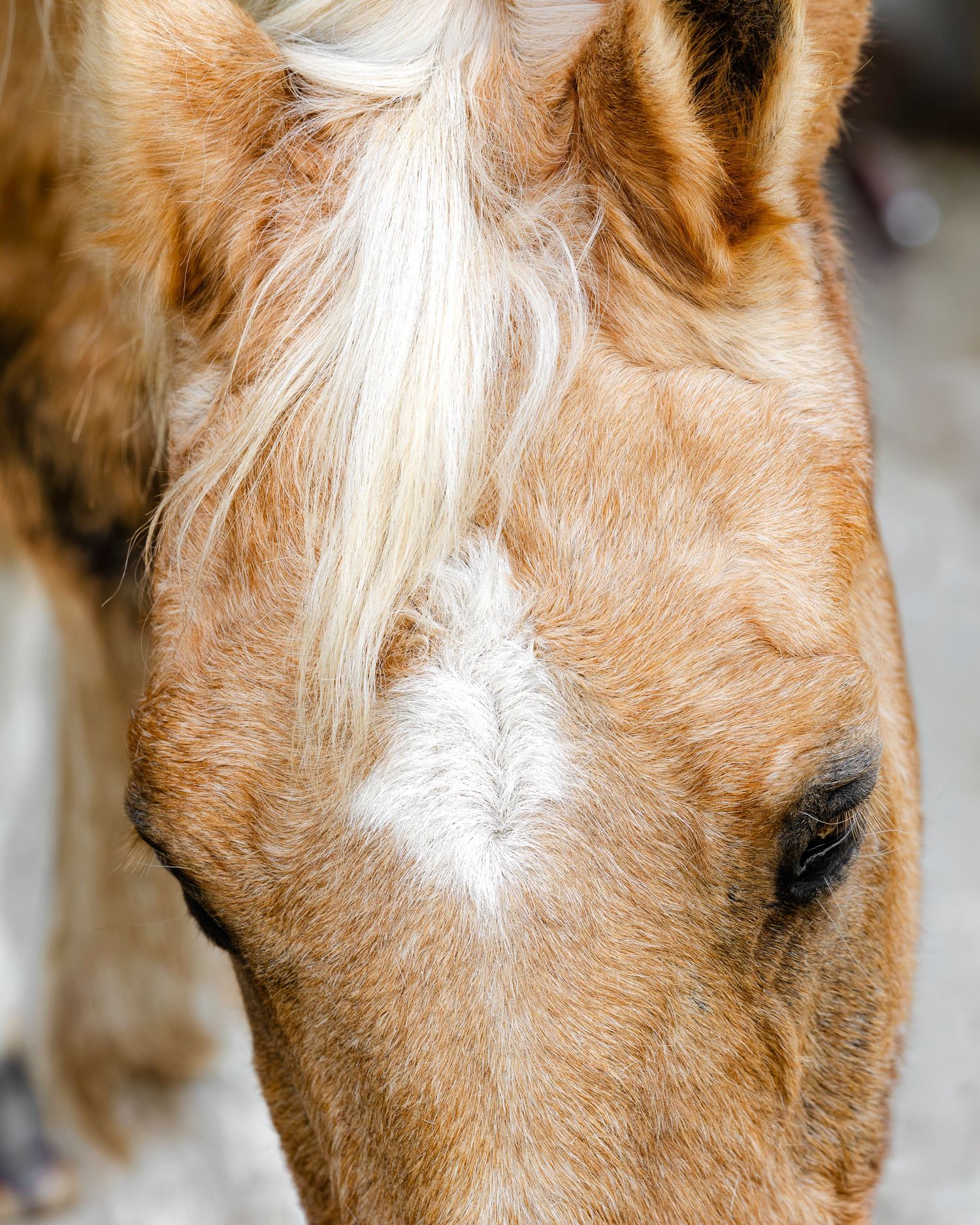 Close-up portrait of a chestnut horse with a white blaze and flaxen mane, showing detailed coat texture.
