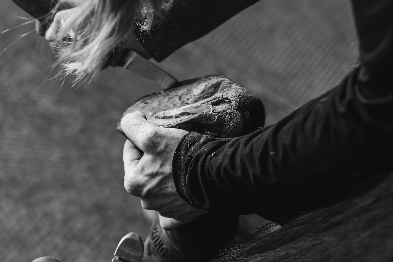 Black and white photo of a farrier trimming and shaping a horse hoof with a knife.