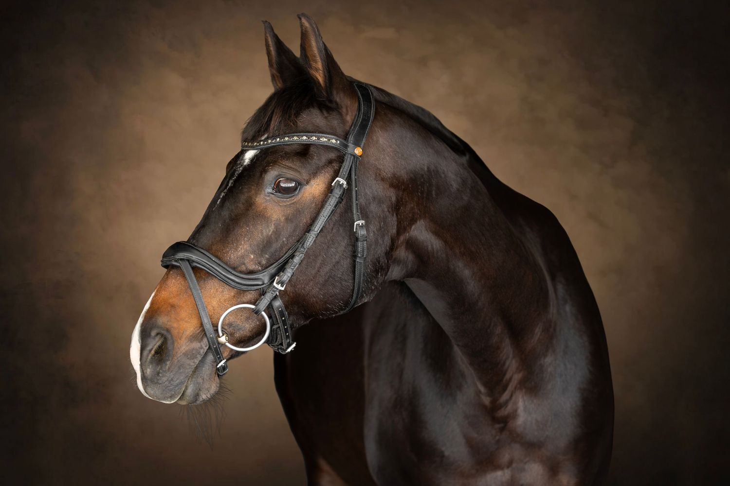 Dark bay horse wearing a black bridle poses elegantly against a warm brown studio background.