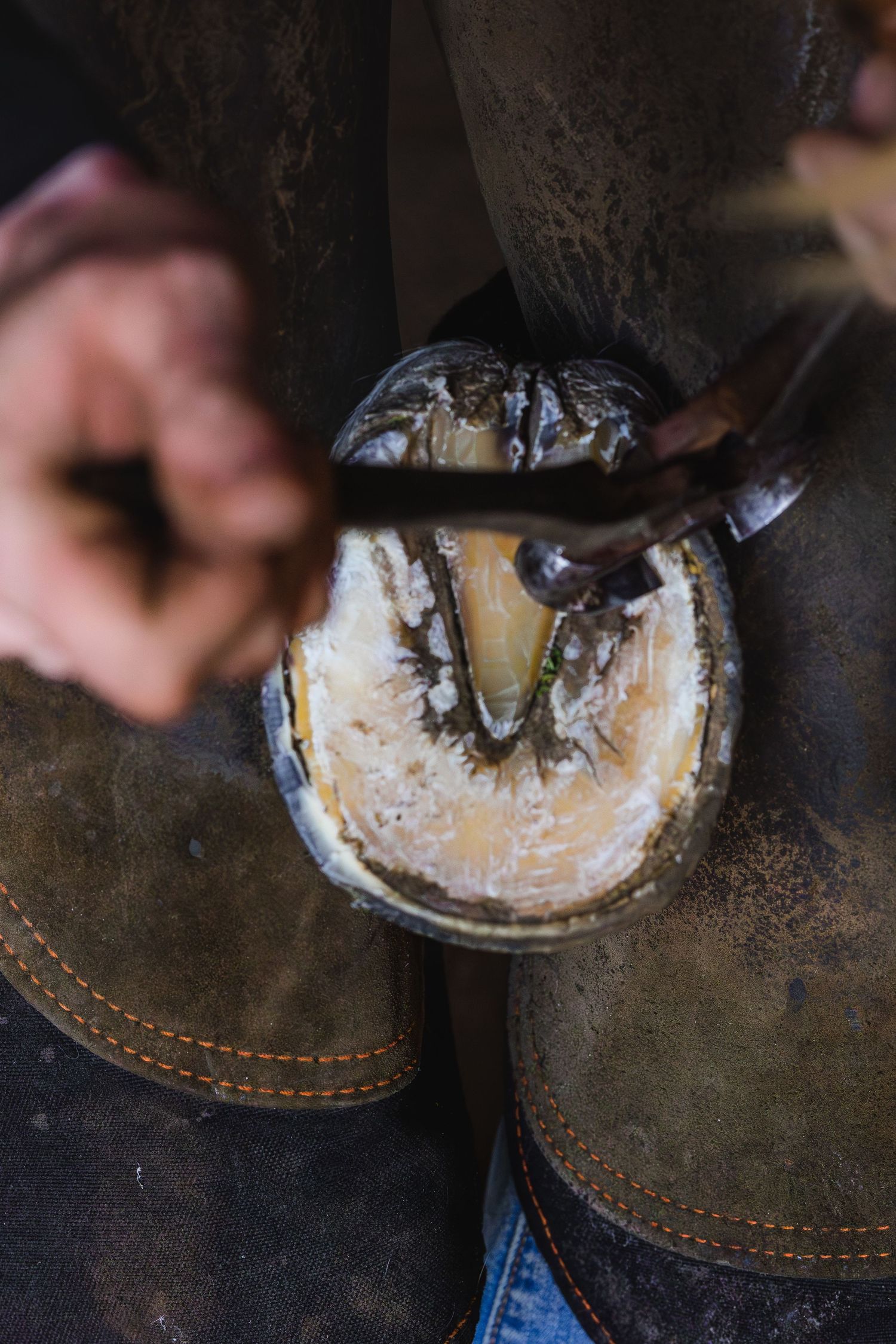 Close-up of a farrier trimming and cleaning a horse hoof with a metal tool during routine care.