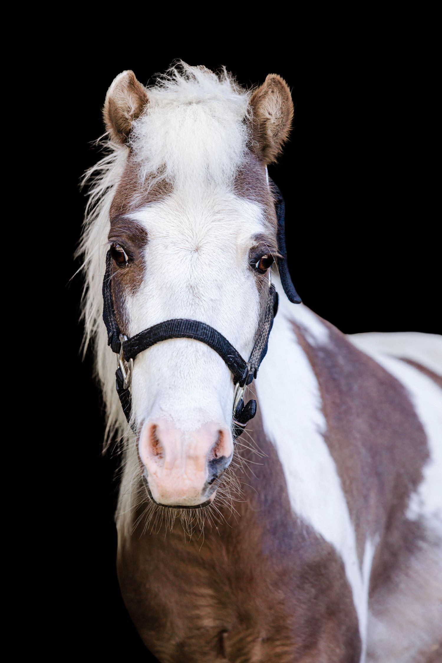 A brown and white paint pony wearing a black halter poses against a dark background in a close-up portrait.