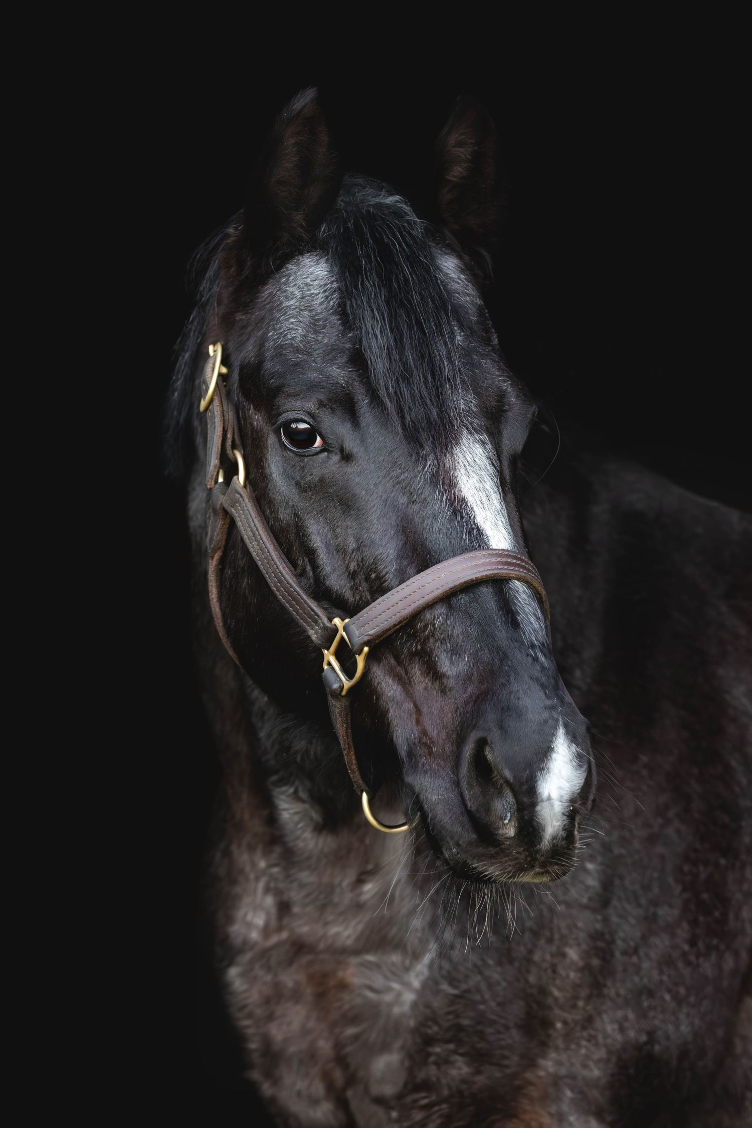 Dramatic portrait of dark bay horse wearing leather halter against solid black background.