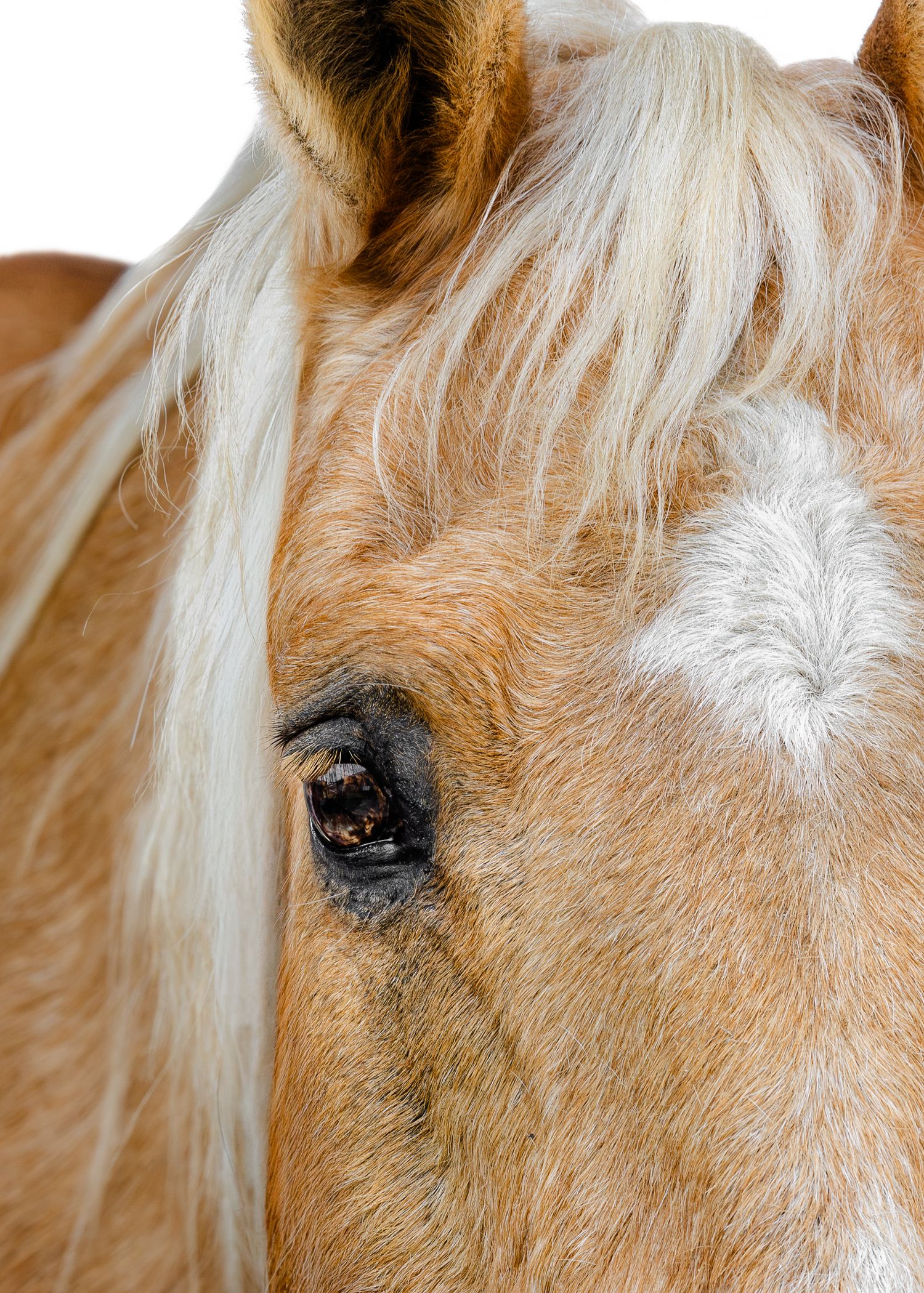 Close-up portrait of a palomino horse with blonde mane and white facial marking against white background.