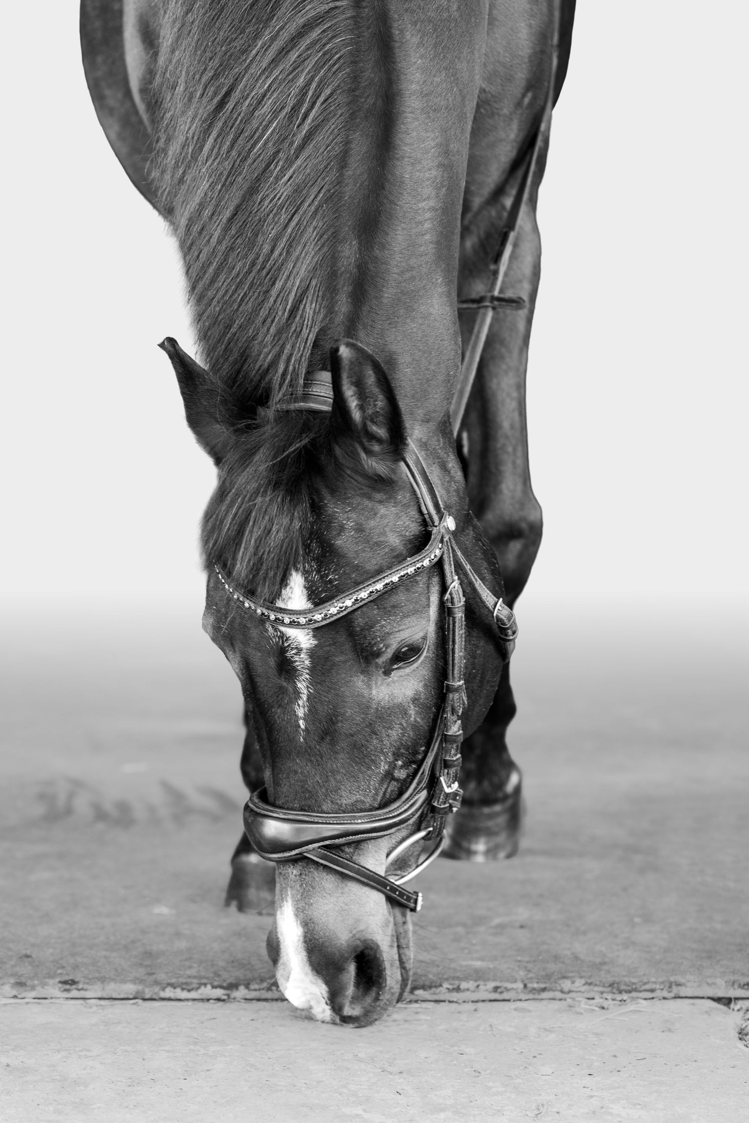 Black and white photo of a horse wearing a bridle, head lowered toward the ground.