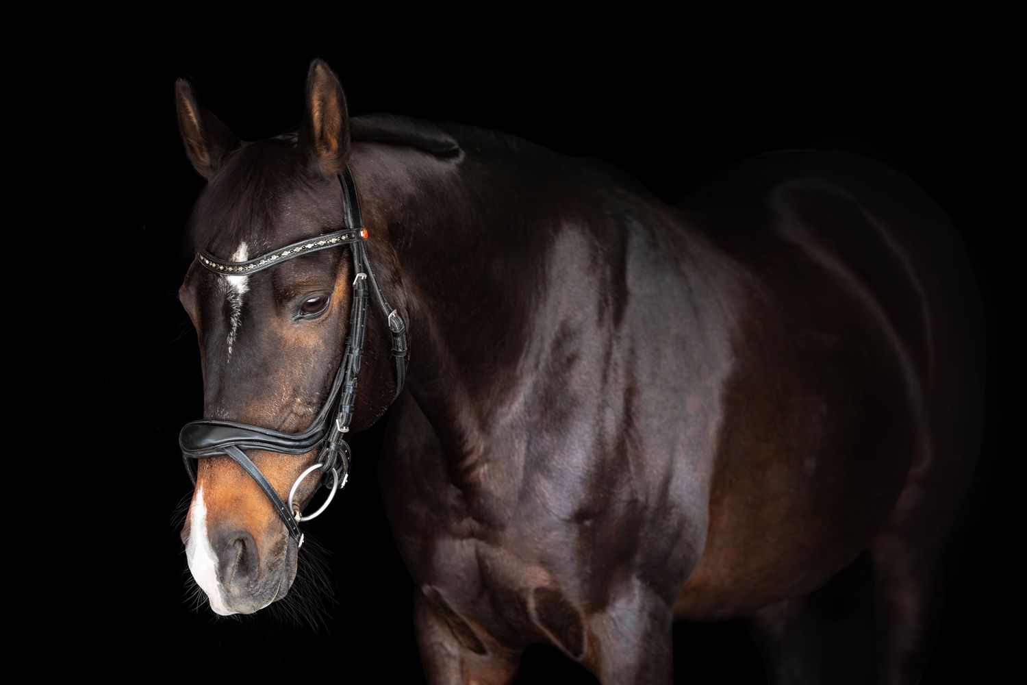 A majestic bay horse wearing a bridle posed against a dramatic black background.