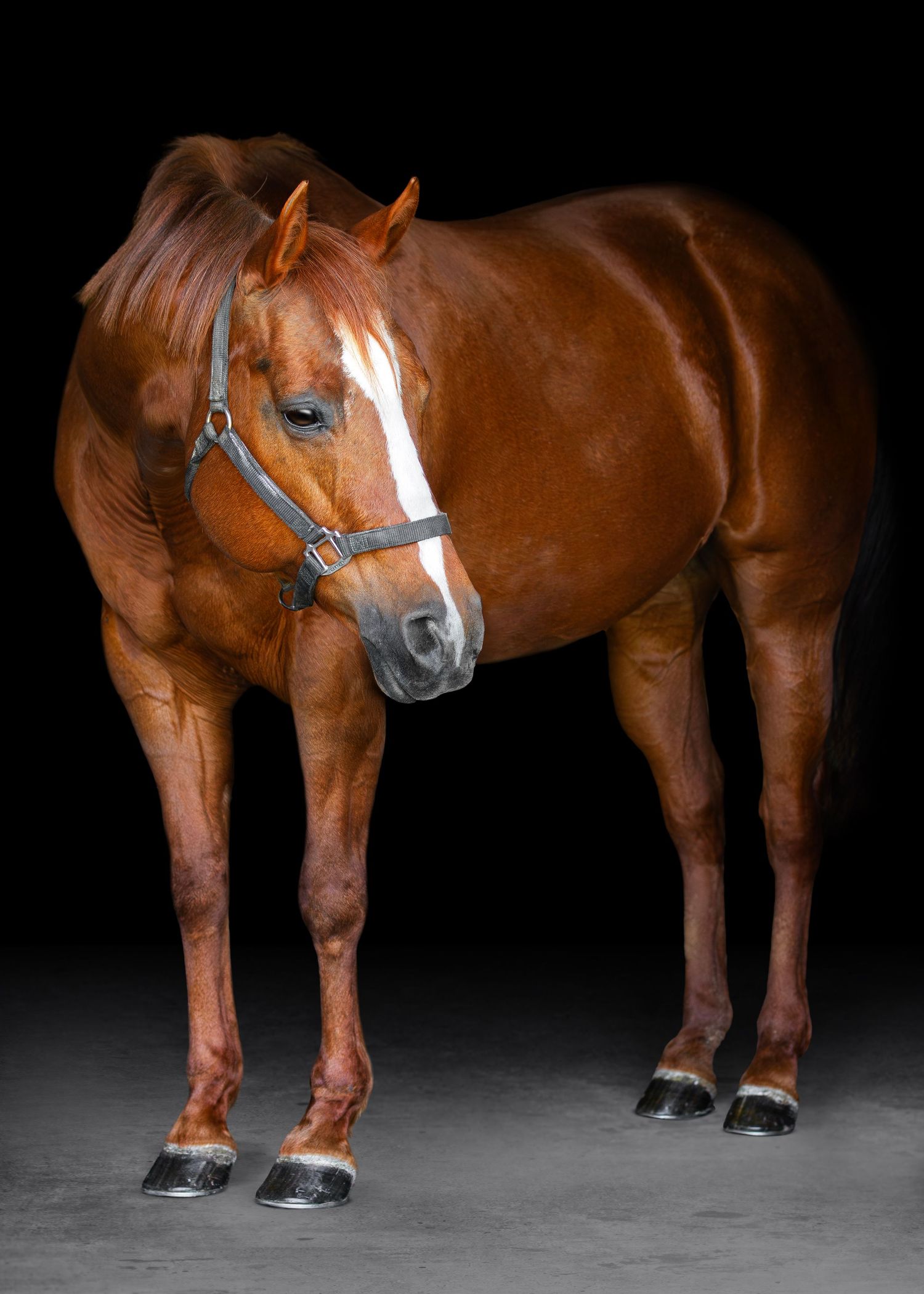 Chestnut horse with white blaze standing against a dark background in a studio portrait.