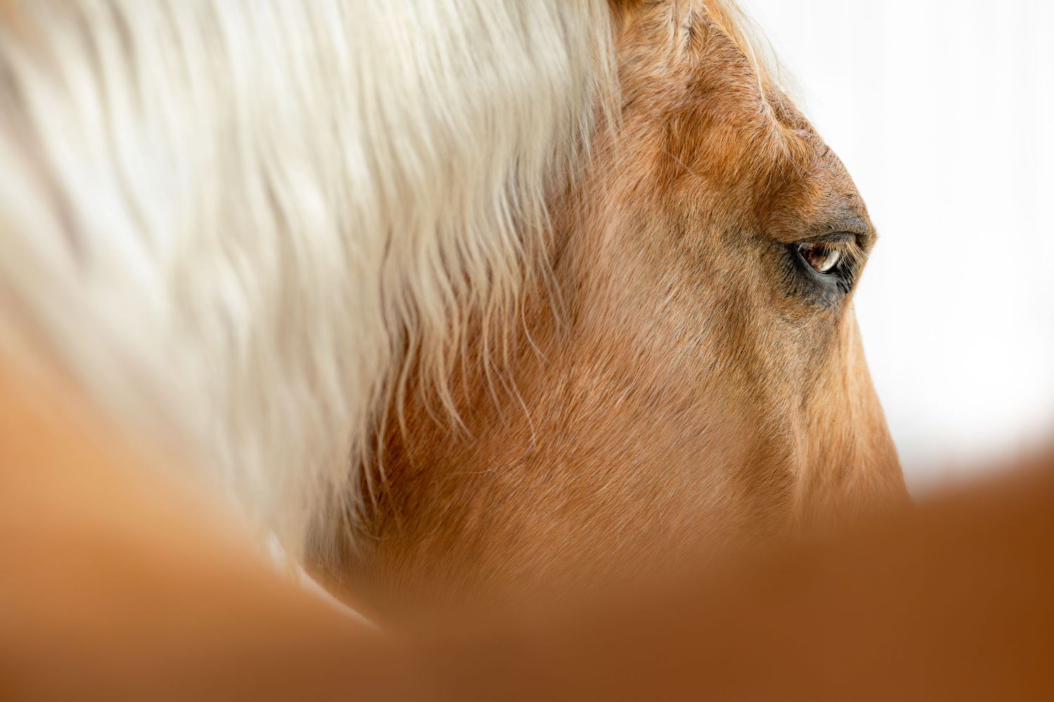 Close-up profile of a palomino horse with a flowing white mane, showcasing its expressive eye and golden coat.