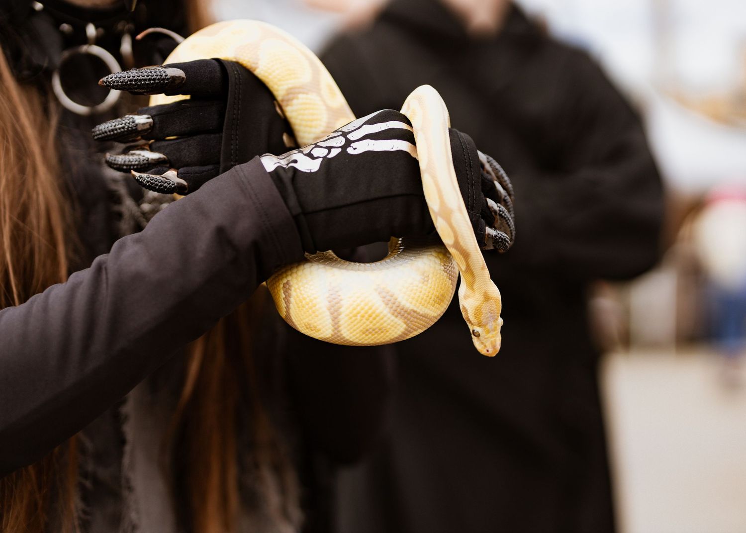 Close-up detail of hands holding decorative Halloween pumpkins against blurred background.