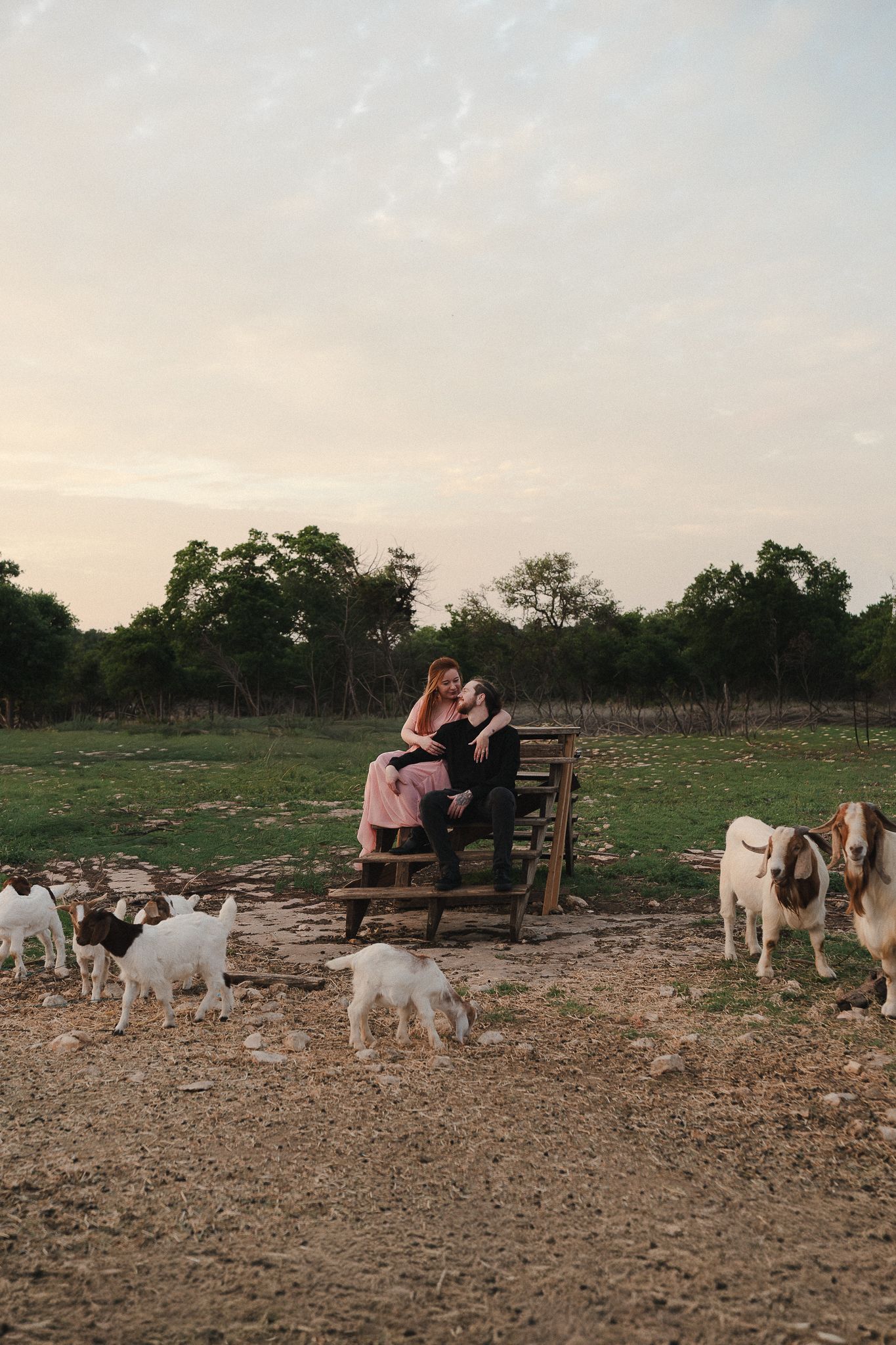 Couple sitting on wooden bleachers surrounded by goats on a farm at dusk with trees in background.