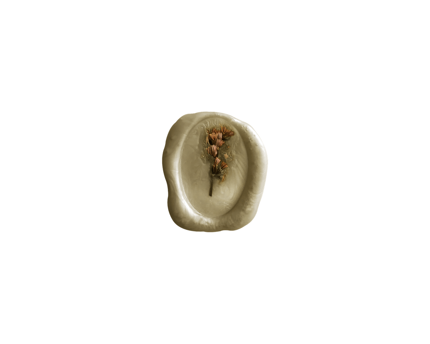 Close-up of a small oval-shaped pale green seed with a dried flower stem on a white background.