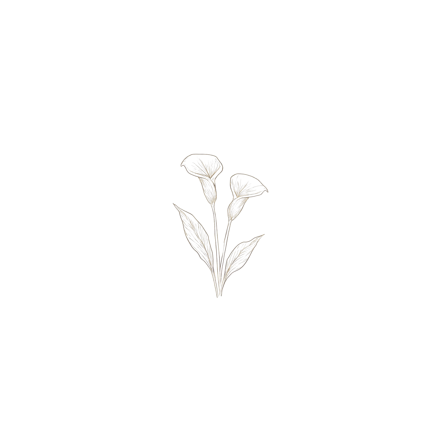 Minimalist line drawing of two calla lily flowers with leaves in delicate beige tones on white background.