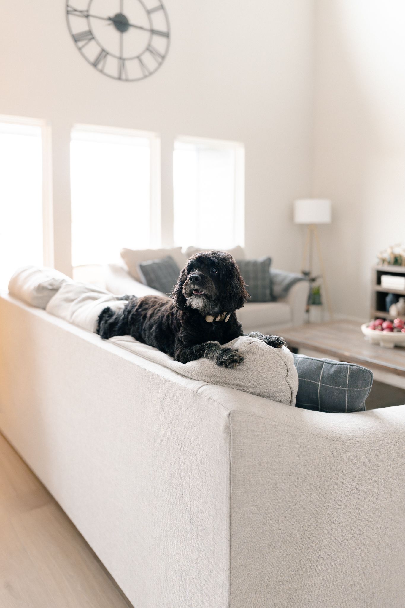 Black dog lounging on a light gray couch in a bright, minimalist living room with a large wall clock.