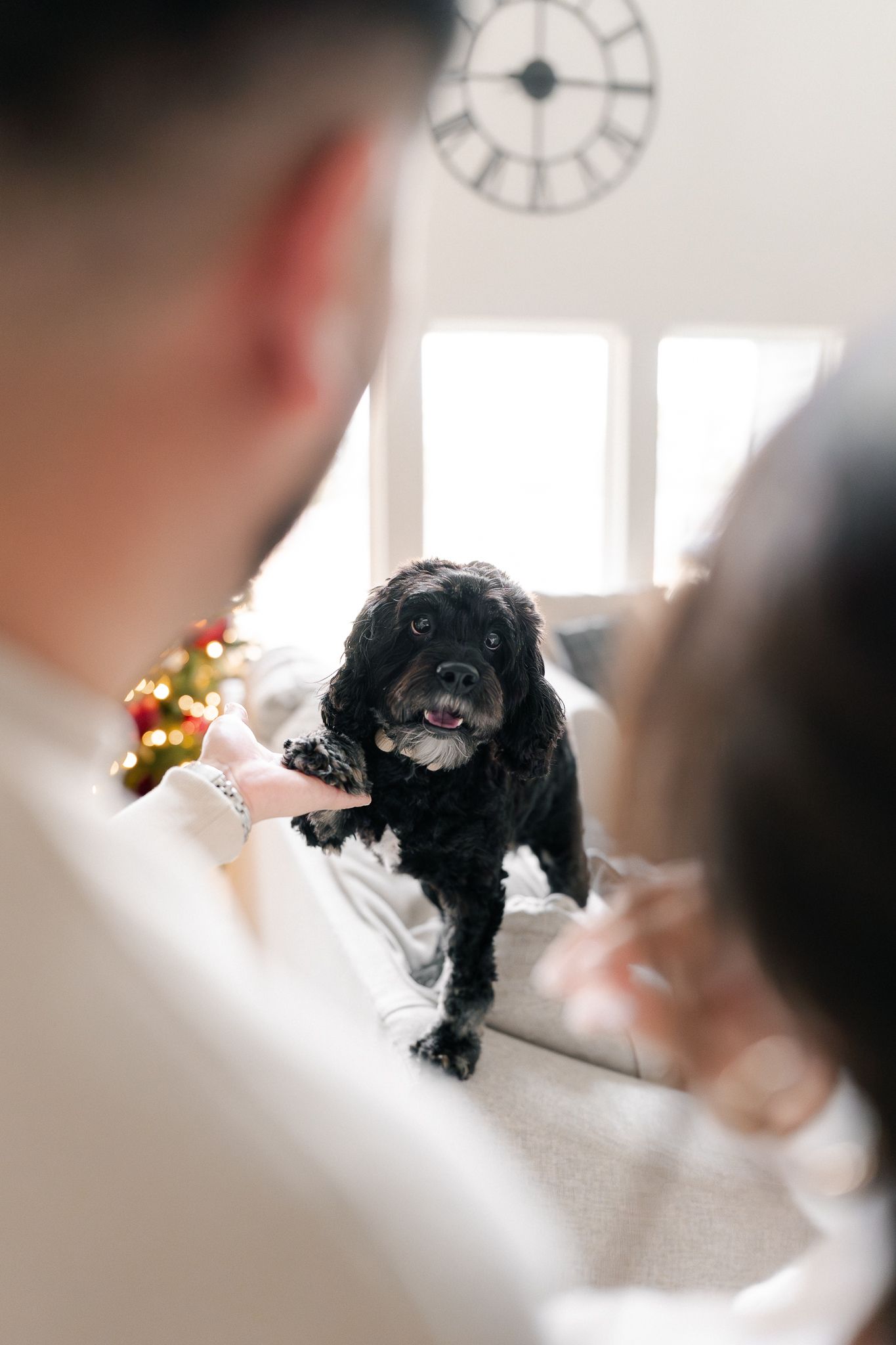 A happy black cocker spaniel dog sits on a white couch with Christmas decorations visible in the background.