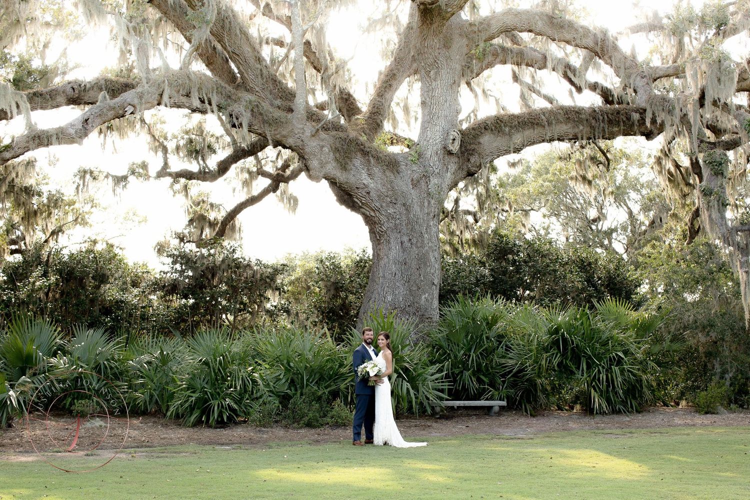 Romantic wedding photo under majestic oak tree draped with Spanish moss.