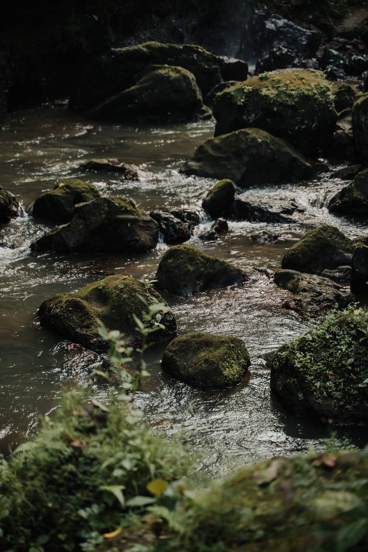 Moss-covered rocks in a flowing forest stream with lush green plants in a natural woodland setting.