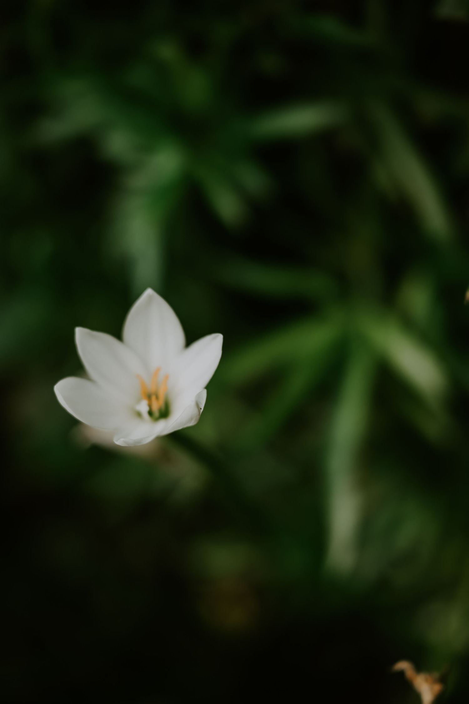 Single delicate white flower blooming against dark green lush foliage background in close-up macro shot.