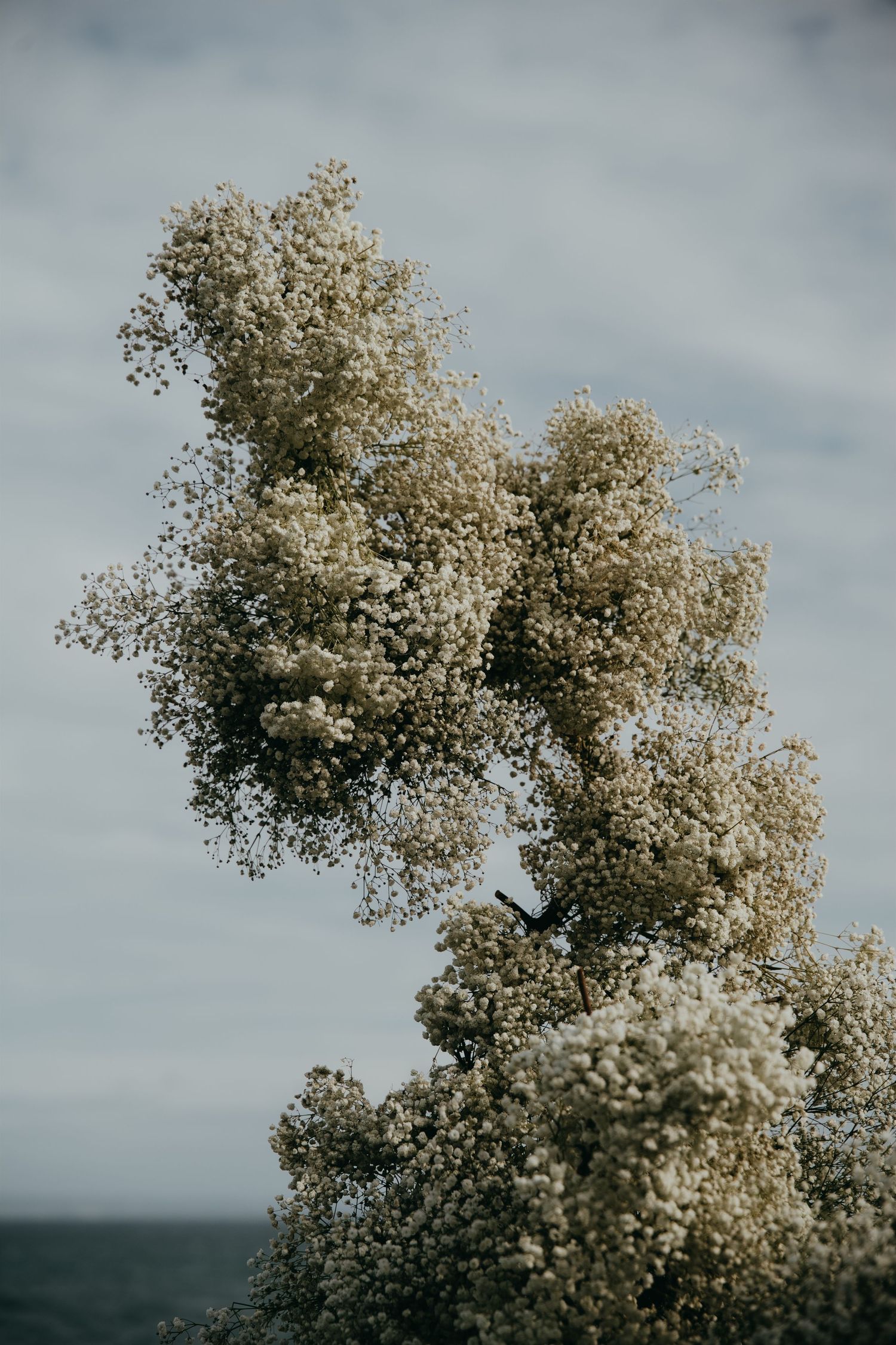 Close-up of delicate white baby's breath flowers cascading against a moody overcast sky at an outdoor wedding.