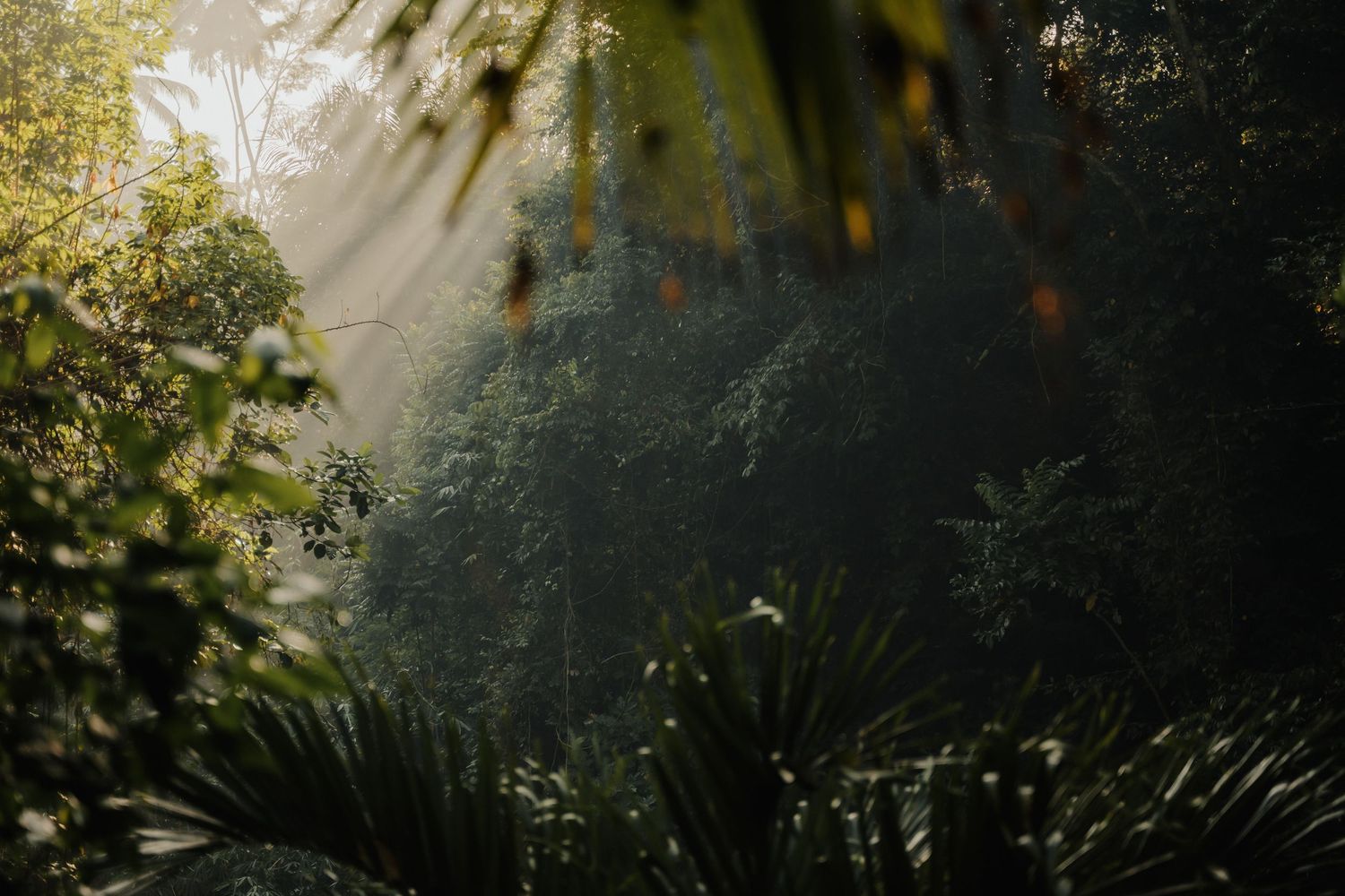 Sunlight rays filtering through lush tropical rainforest canopy with dense green foliage and misty atmosphere.