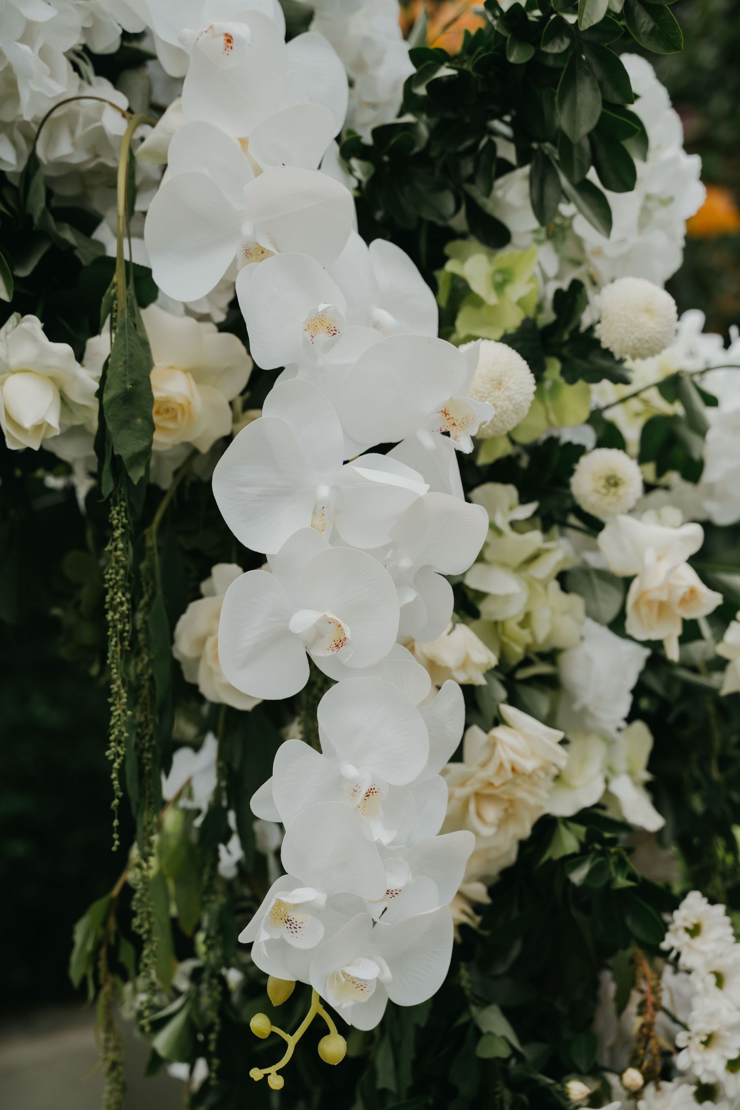 Elegant white orchids and cream roses arranged in a lush floral wedding ceremony arch display.