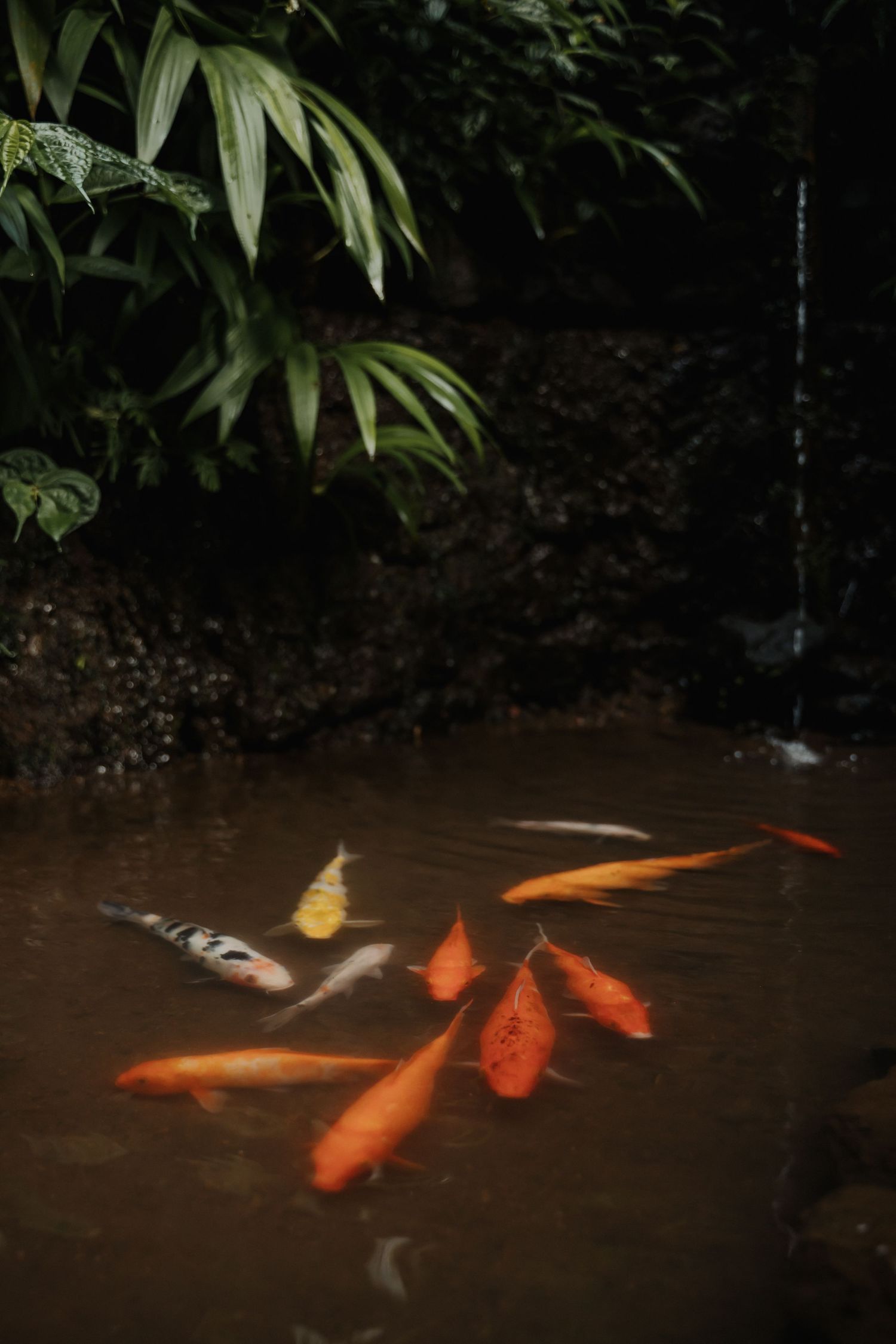 Colorful koi fish swimming in a serene garden pond surrounded by lush tropical green foliage.