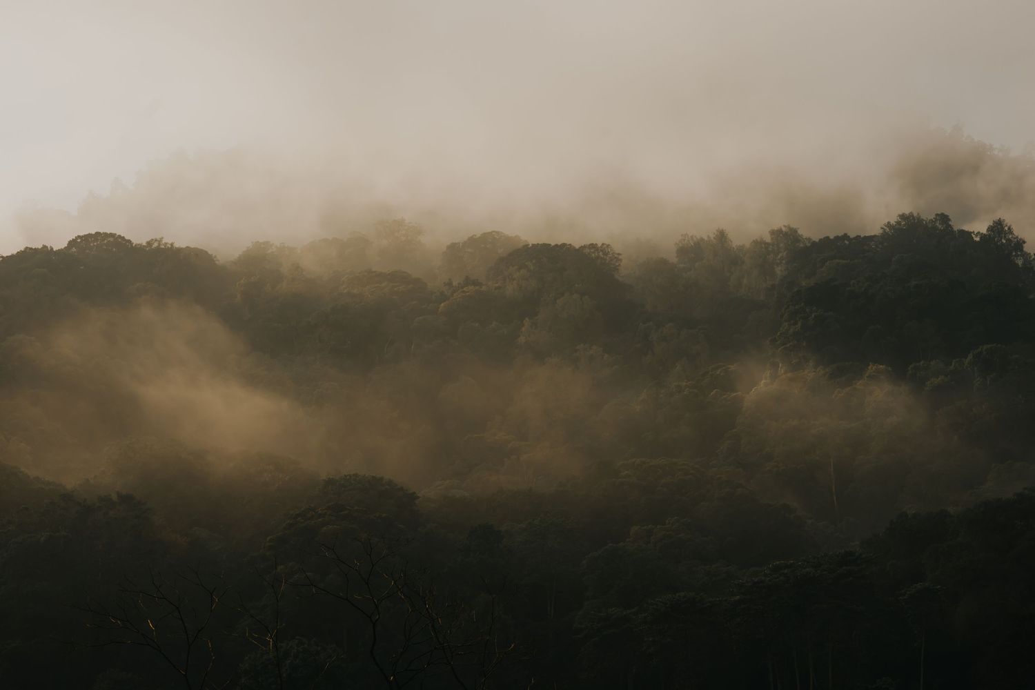 Misty tropical rainforest canopy shrouded in golden morning fog, creating a dramatic moody landscape.