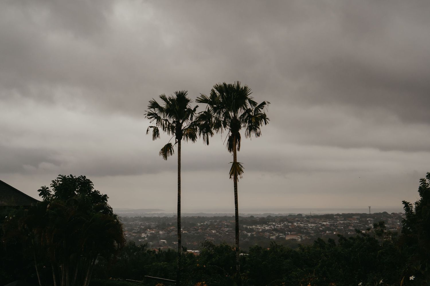 Two tall palm trees silhouetted against a dramatic overcast sky with a city skyline in the distance.