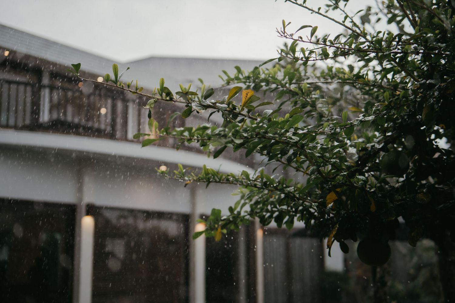 Rain falling on green leafy tree outside elegant venue with string lights in background.
