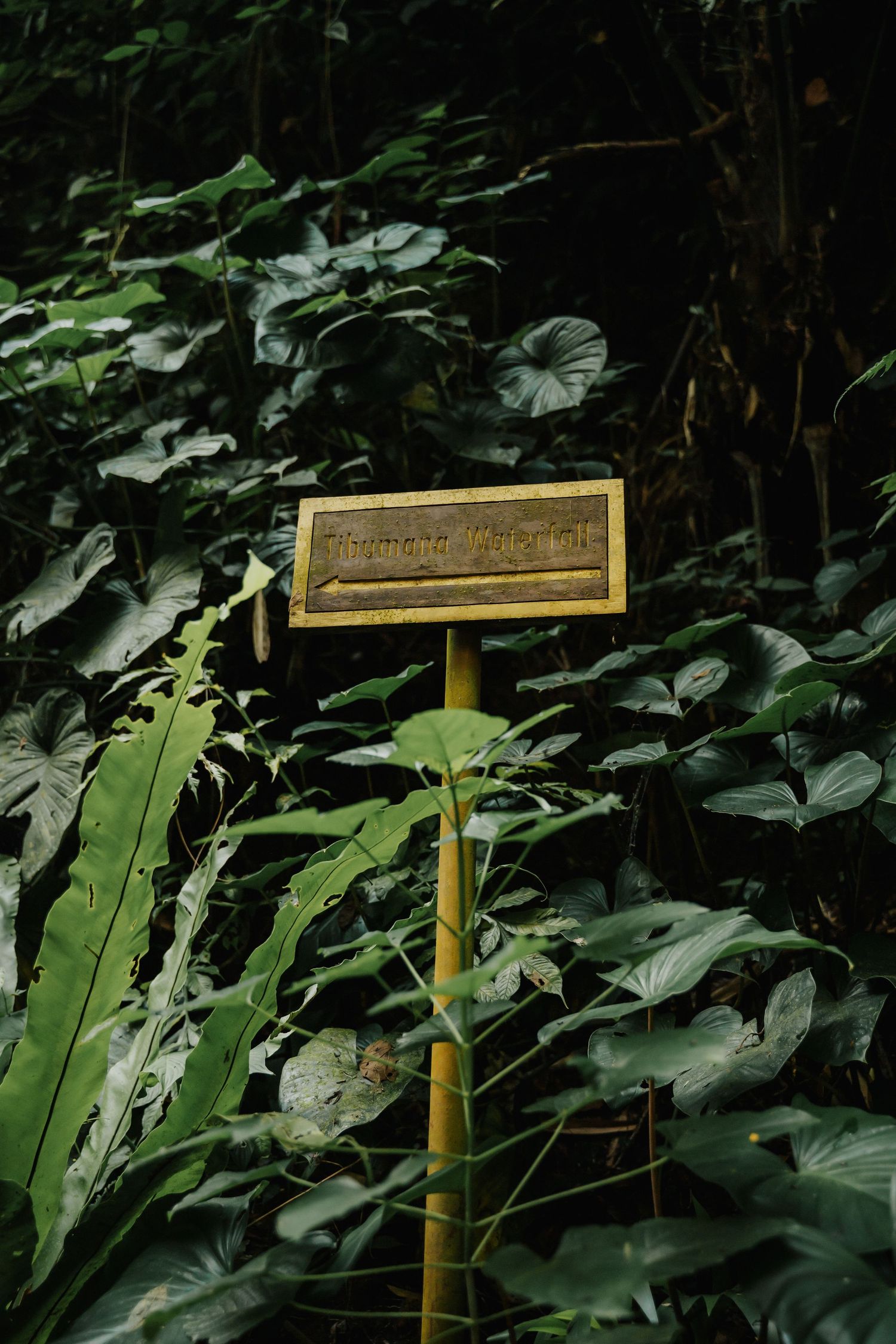 Wooden sign post surrounded by lush tropical greenery in a jungle garden setting.