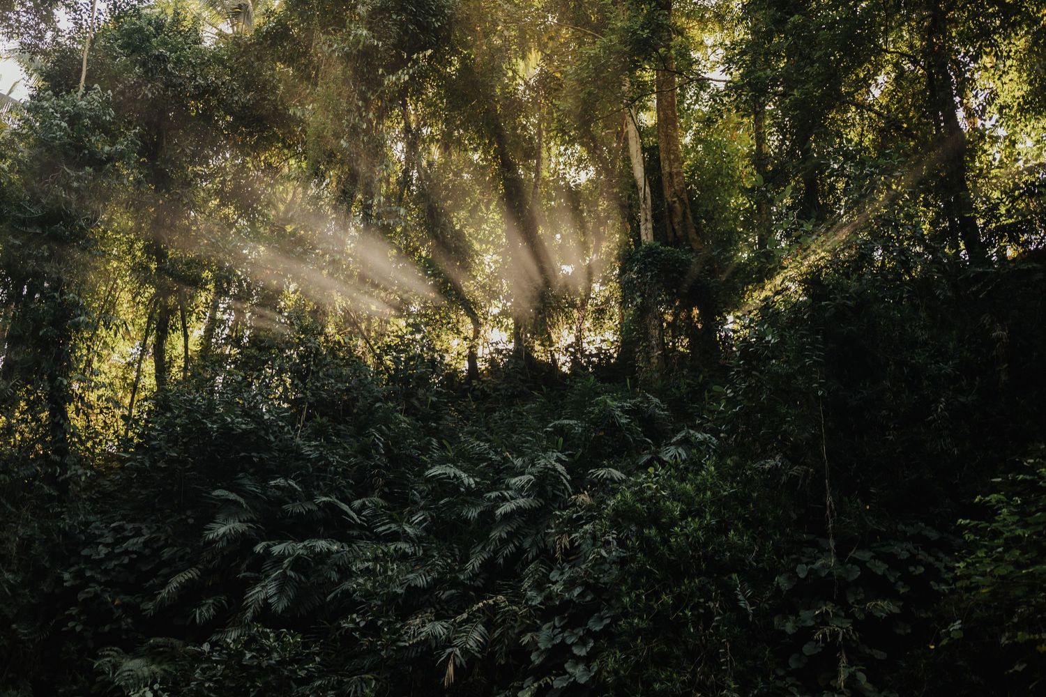 Golden sunbeams filtering through a lush tropical forest canopy creating a magical ethereal atmosphere.