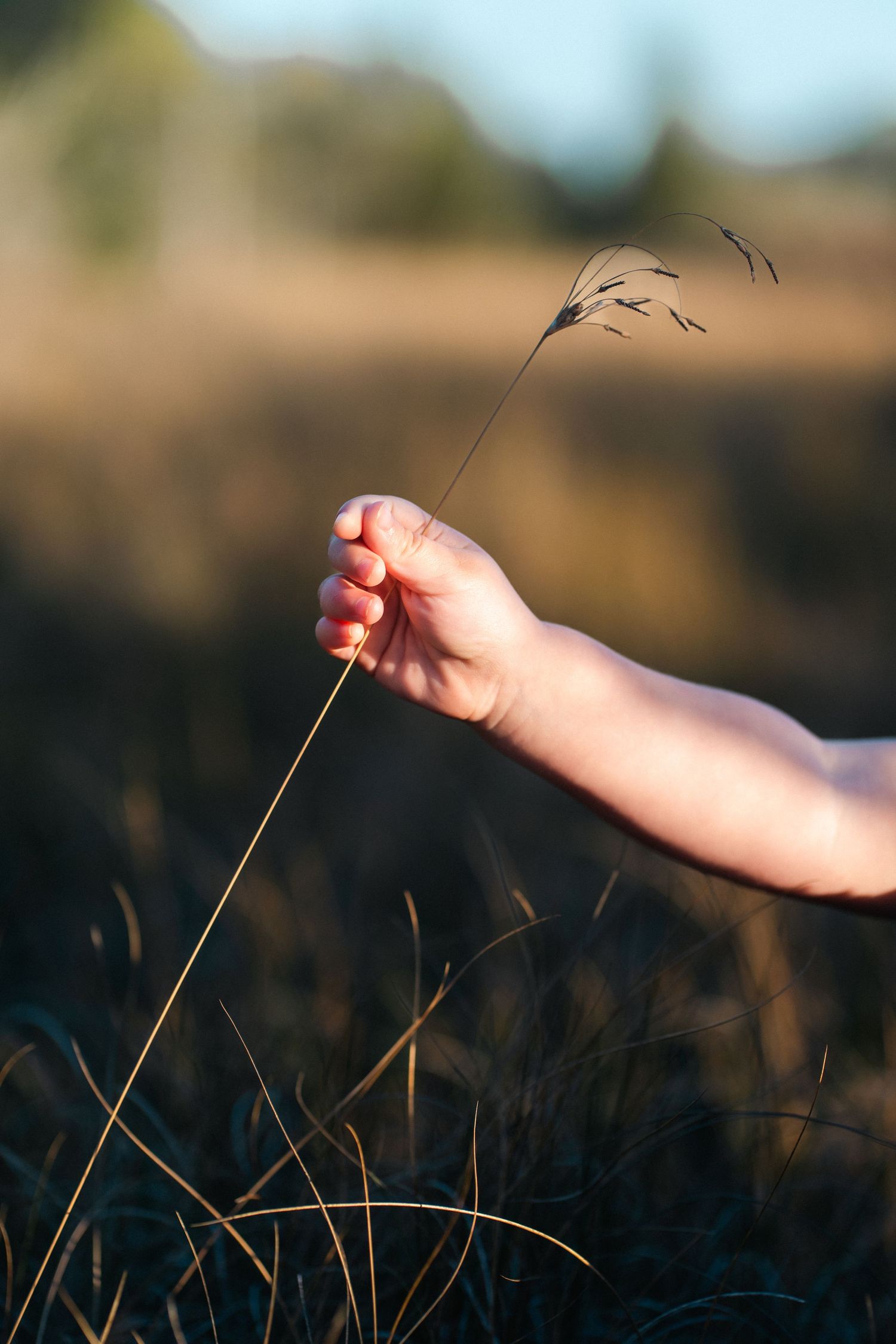 A small child's hand grasps a single dried grass stem in a golden sunlit field at dusk.