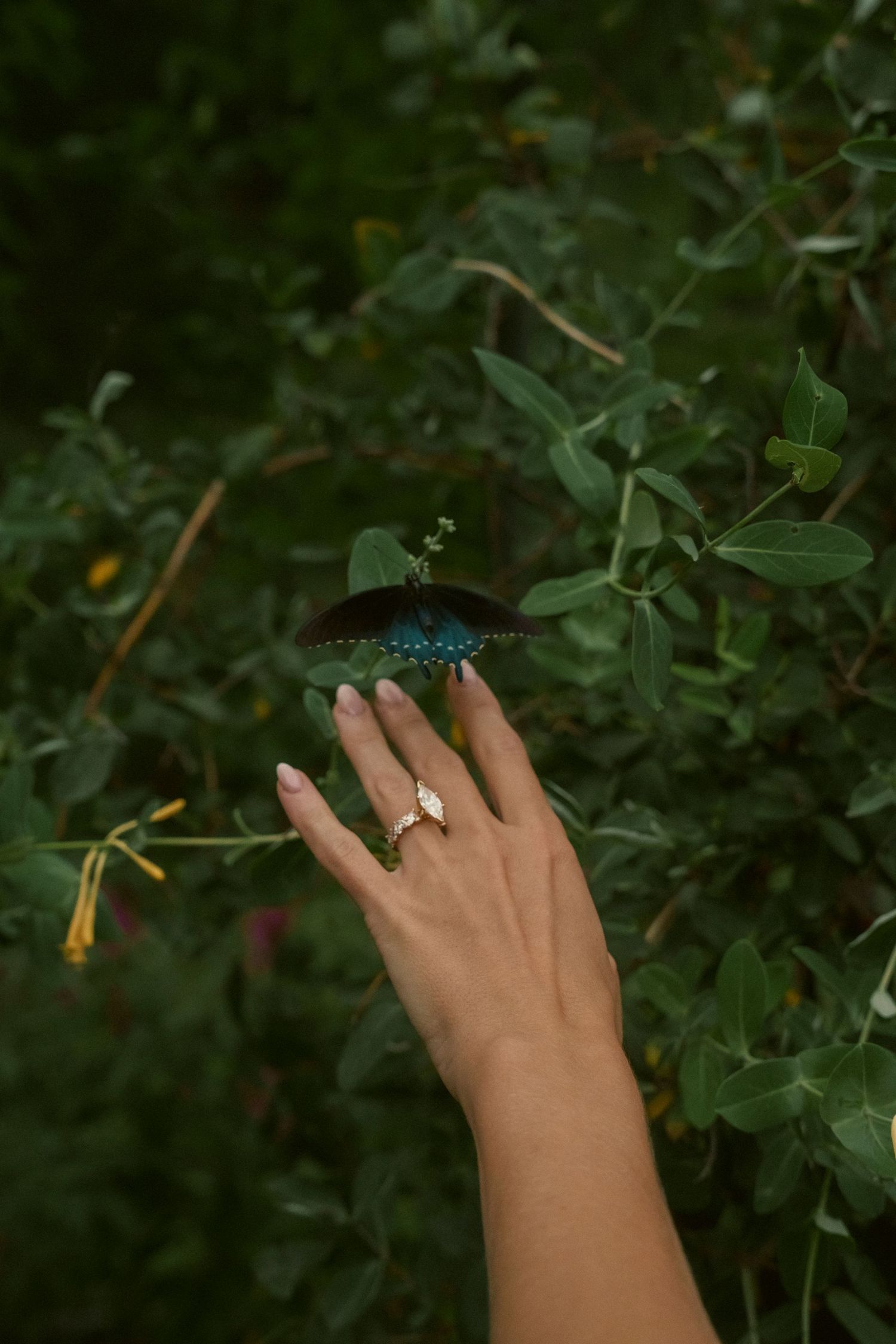 A hand with a gold ring gently touches a blue butterfly perched on green foliage outdoors.