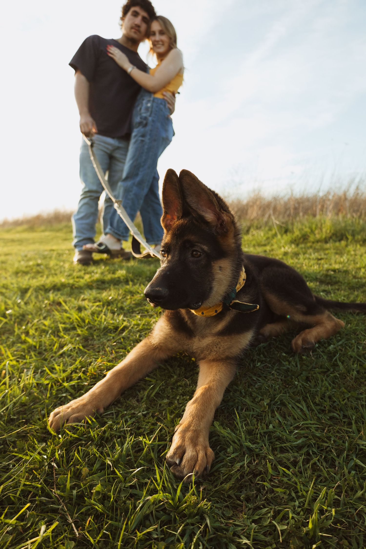 A German Shepherd puppy lies on green grass while a couple embraces in the background on a sunny day.