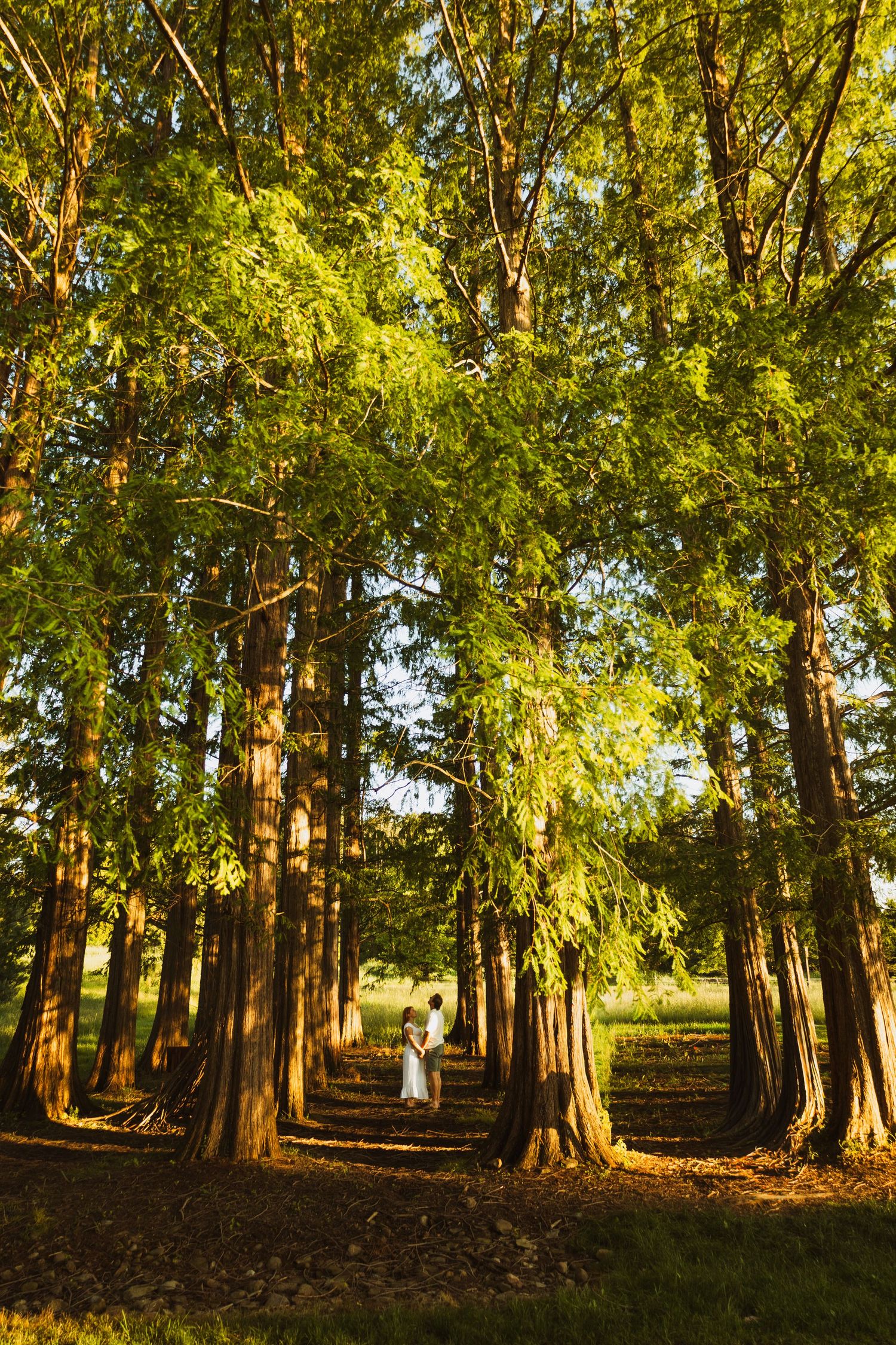 Couple standing among tall green trees in a sunlit forest grove, creating a romantic outdoor wedding scene.